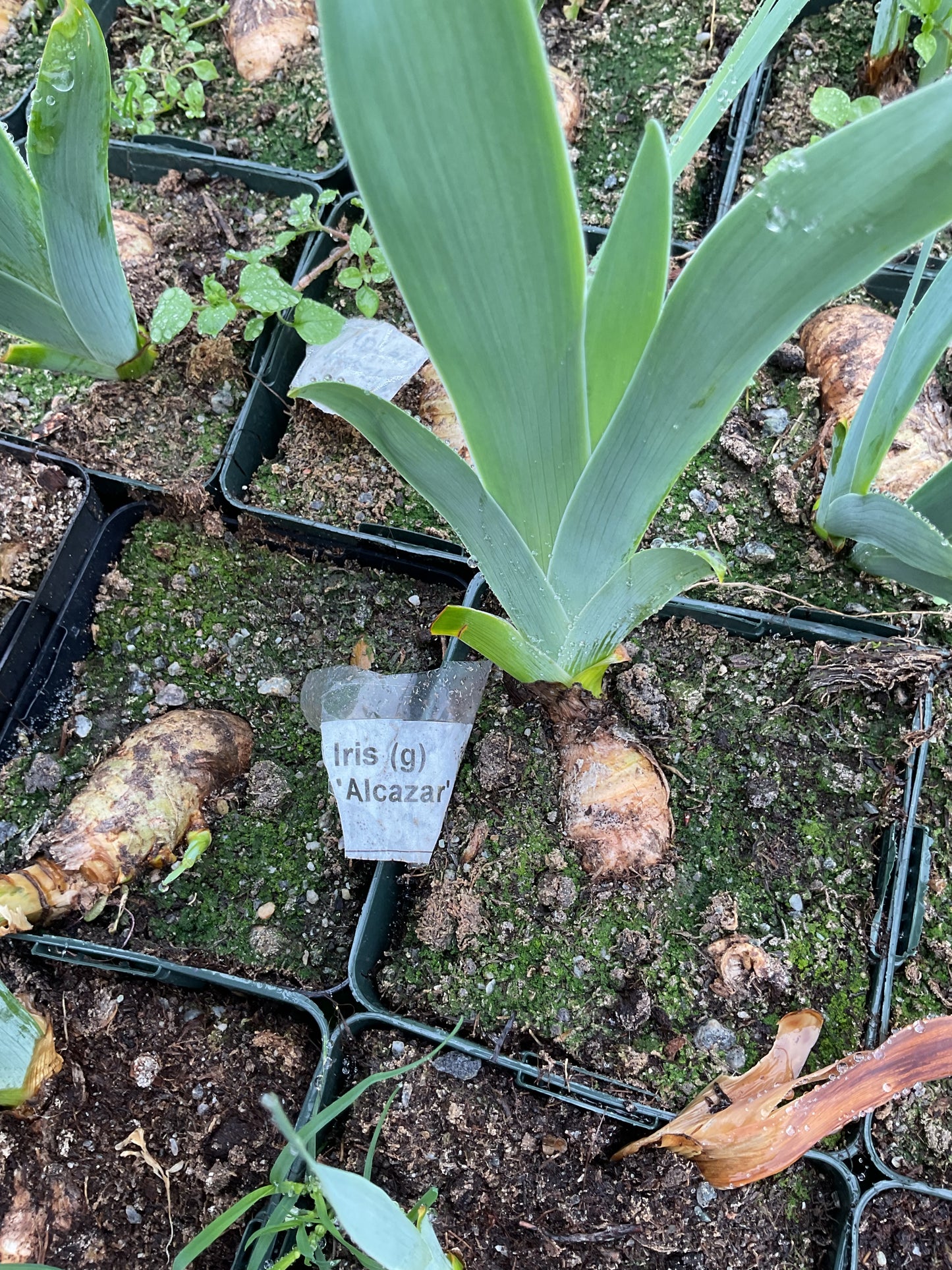 Iris germanica ‘Alcazar’ P11x11