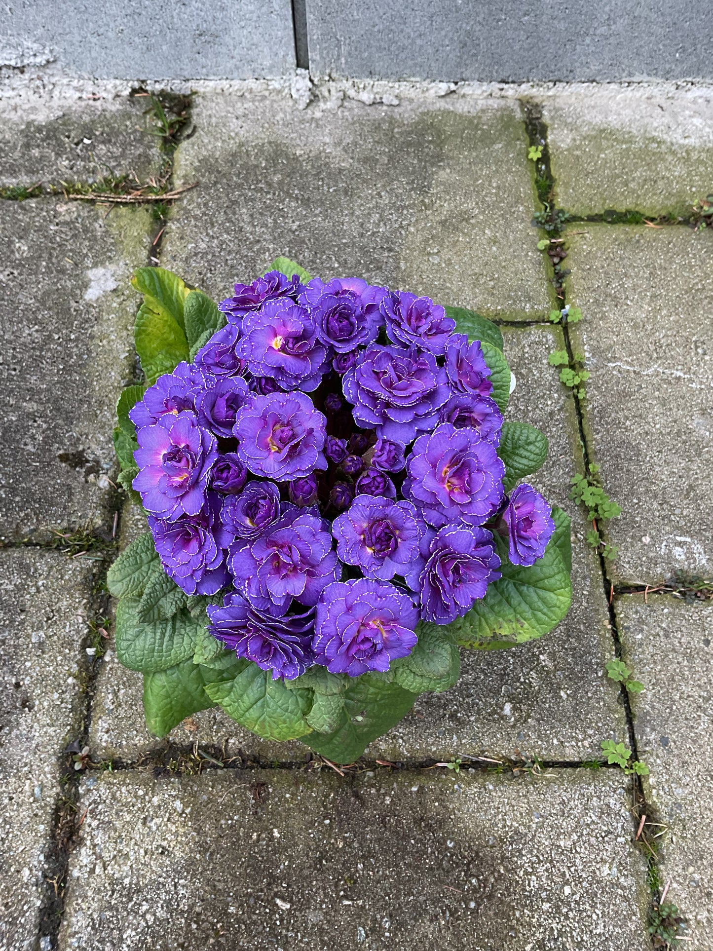 Primula Belarina ‘Violetta’ P13