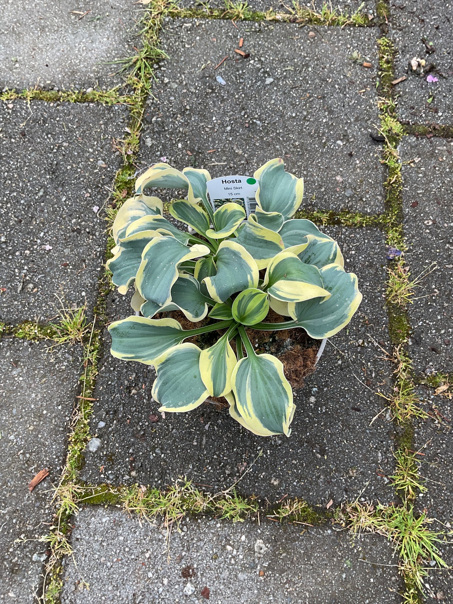 Hosta ‘Mini Skirt’ P15
