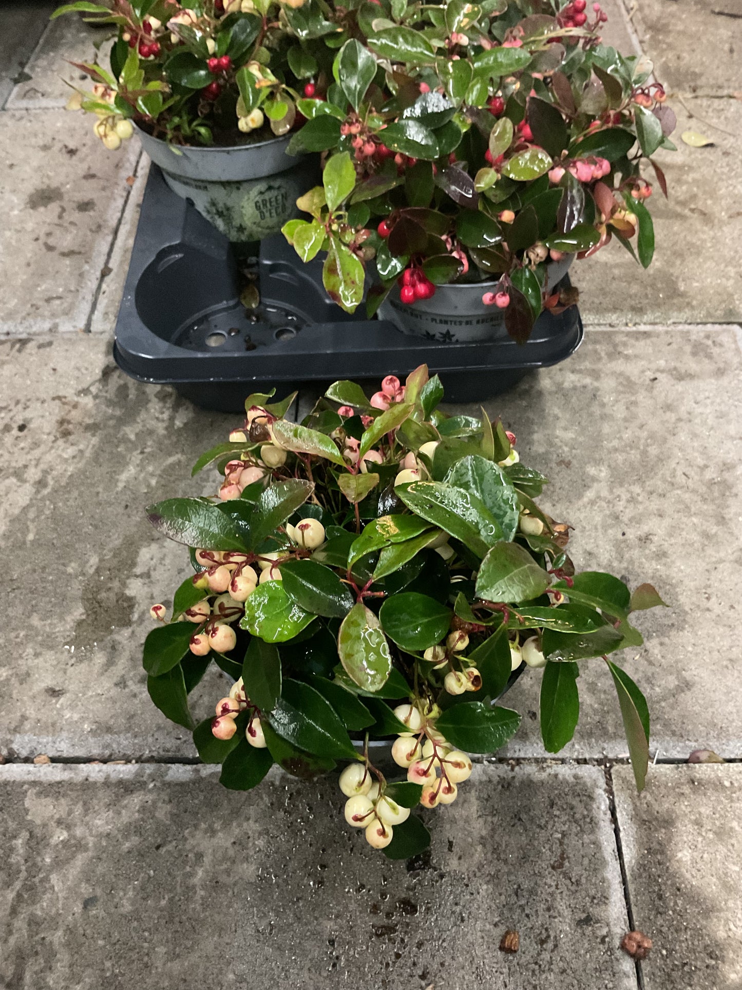 Gaulteria procumbens P13