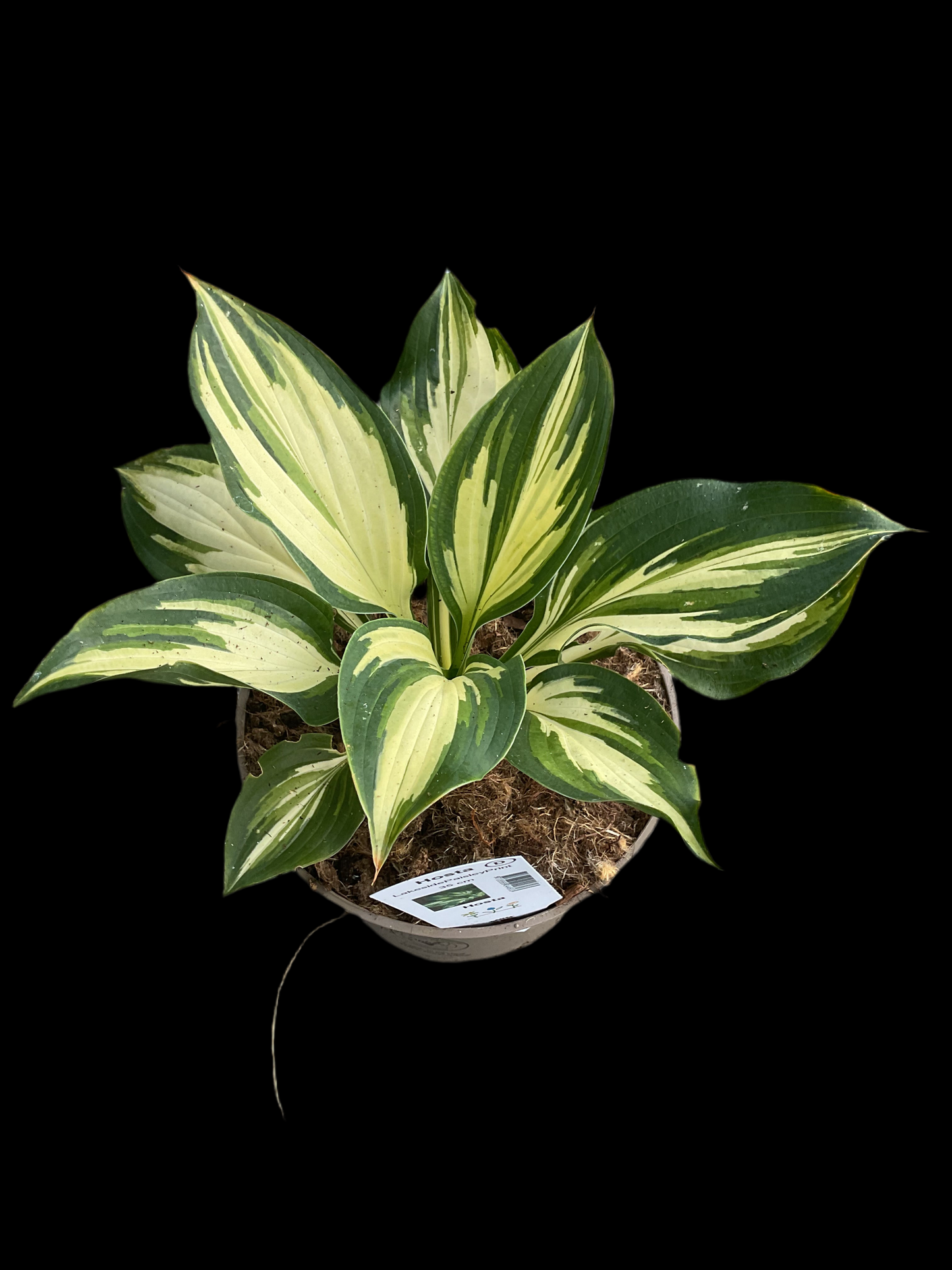Hosta ‘Lakeside Paisley Print’