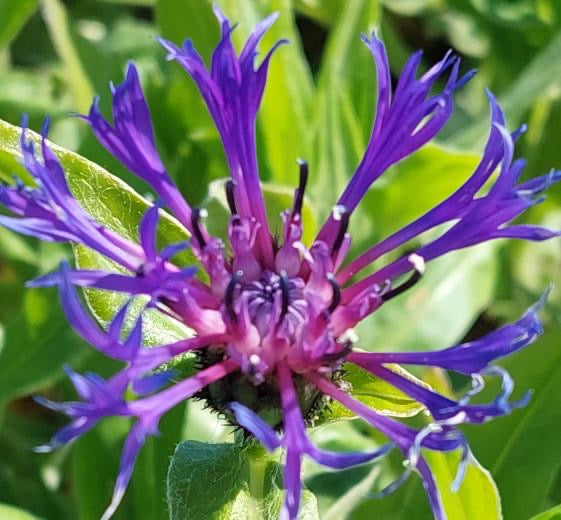 Centaurea montana