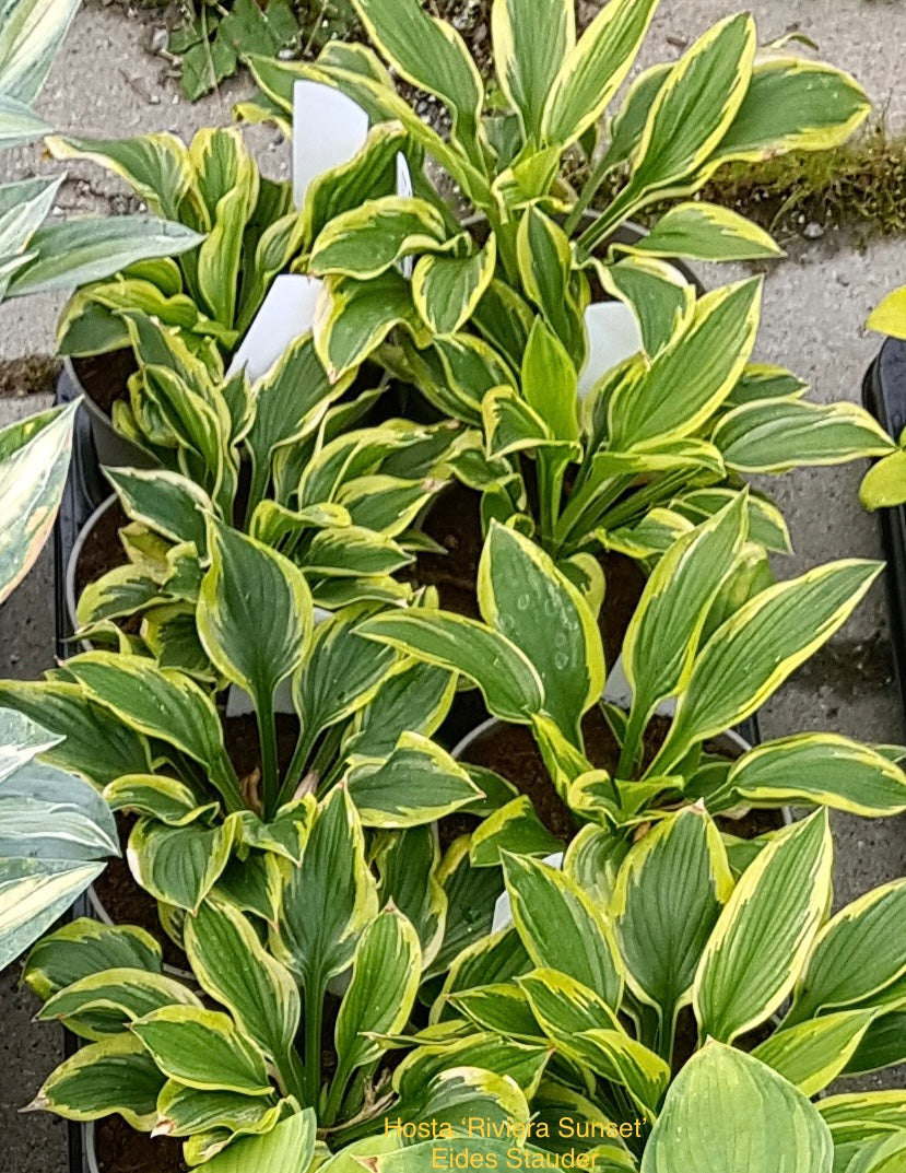Hosta ‘Riviera Sunset’