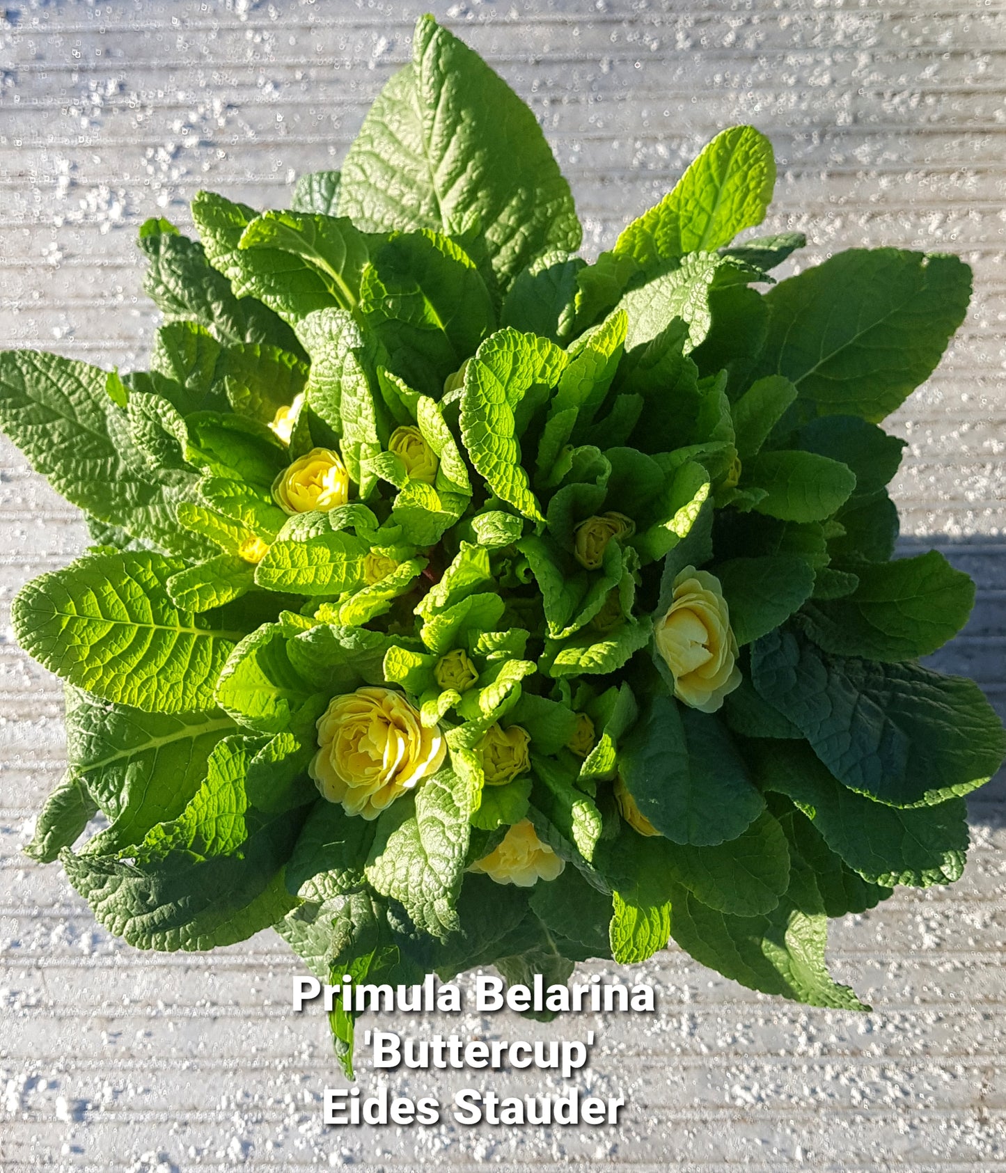 Primula Belarina ‘Buttercup Yellow’ P12