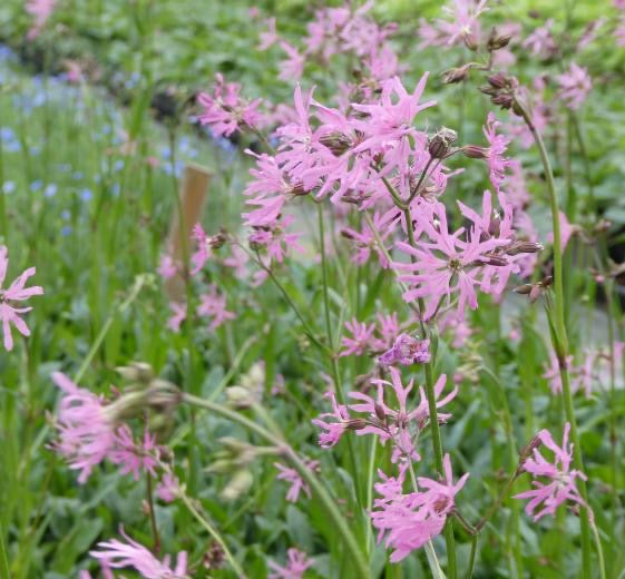 Lychnis flos-cuculi