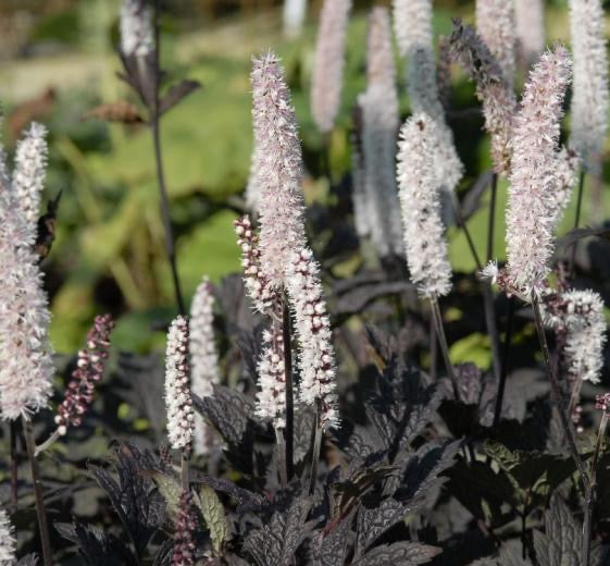 Actaea simplex ‘Brunette’ P17