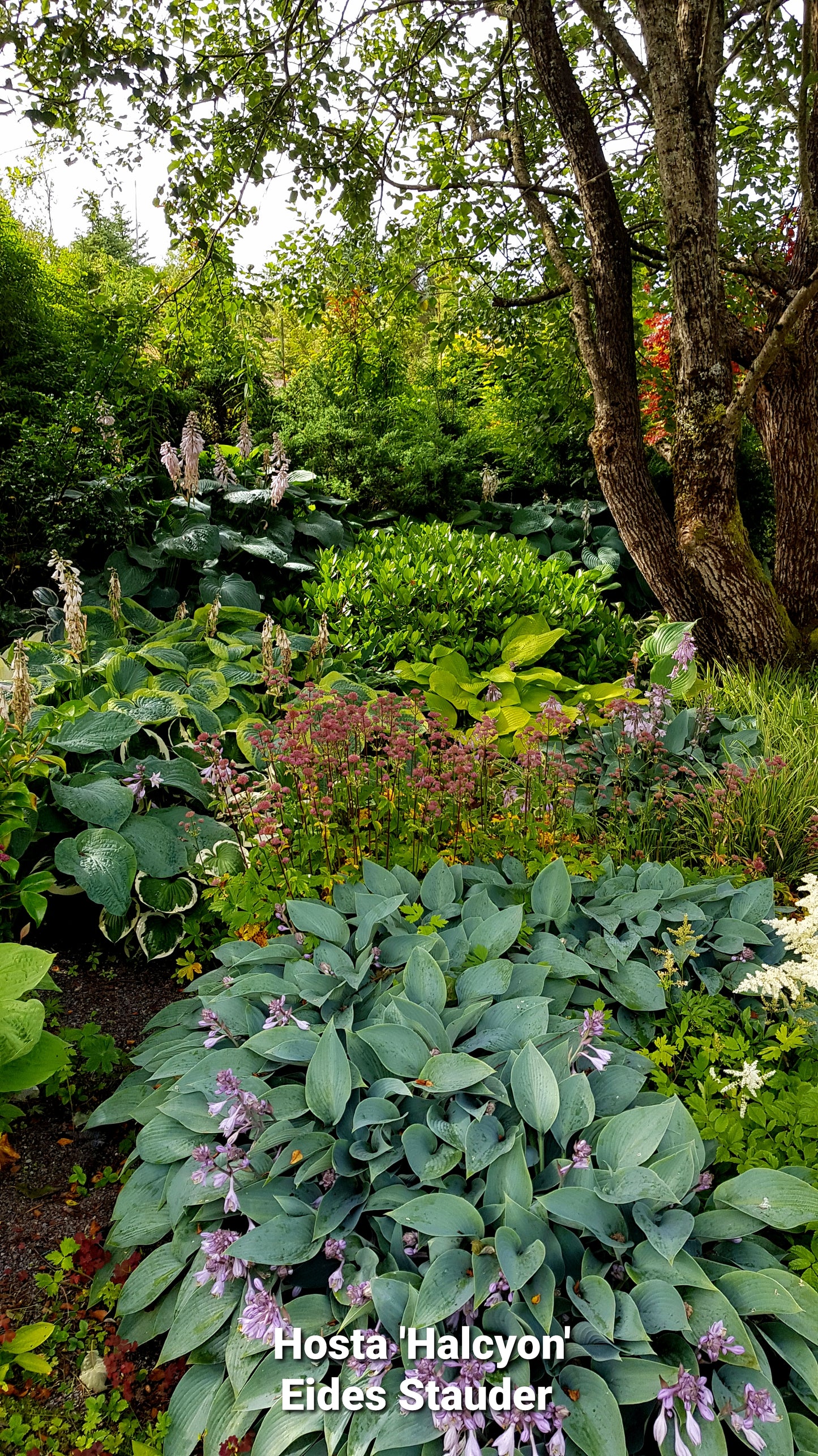 Hosta ‘Halcyon’ P15