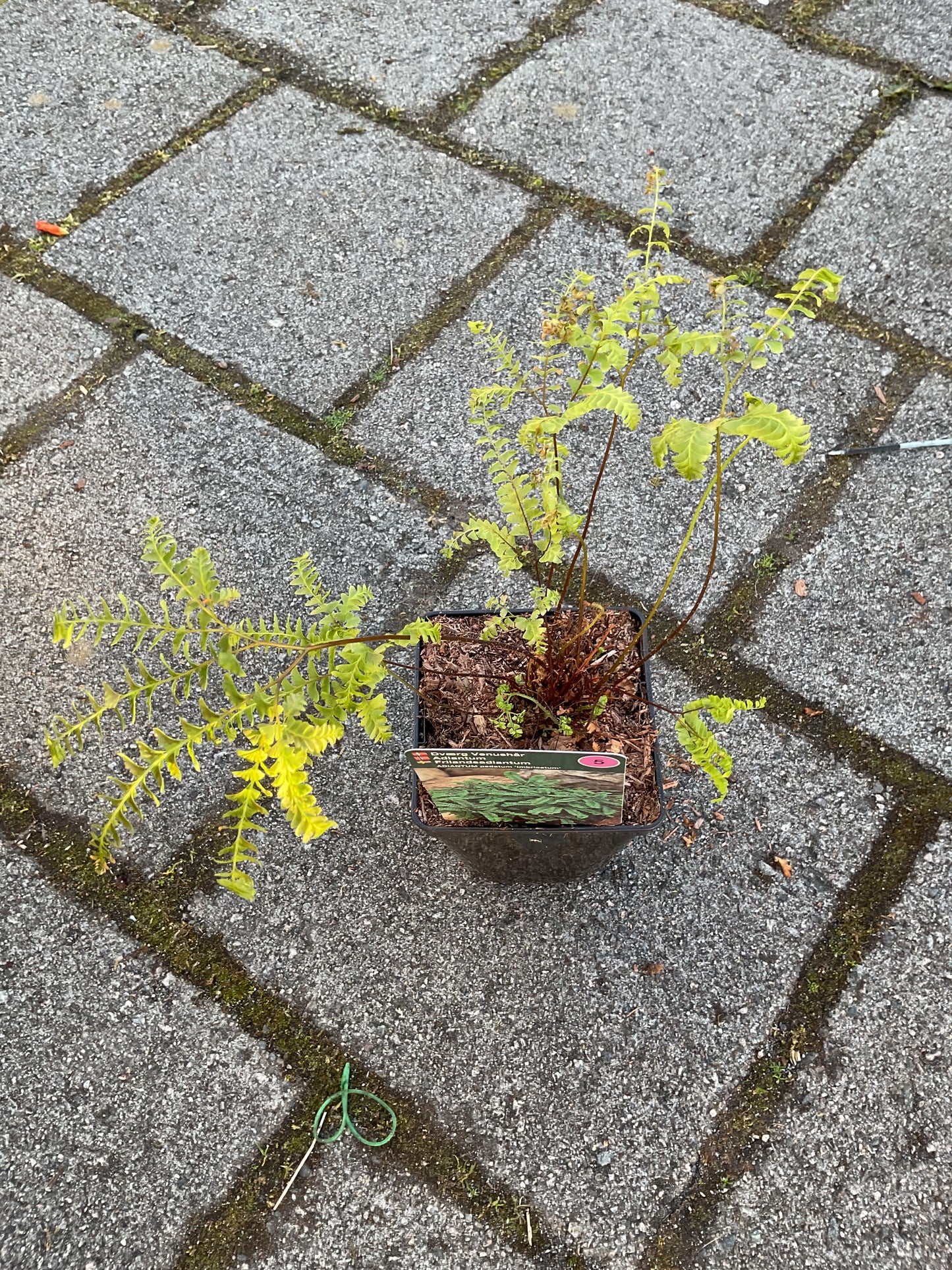Adiantum pedatum ‘Imbricatum’ P11