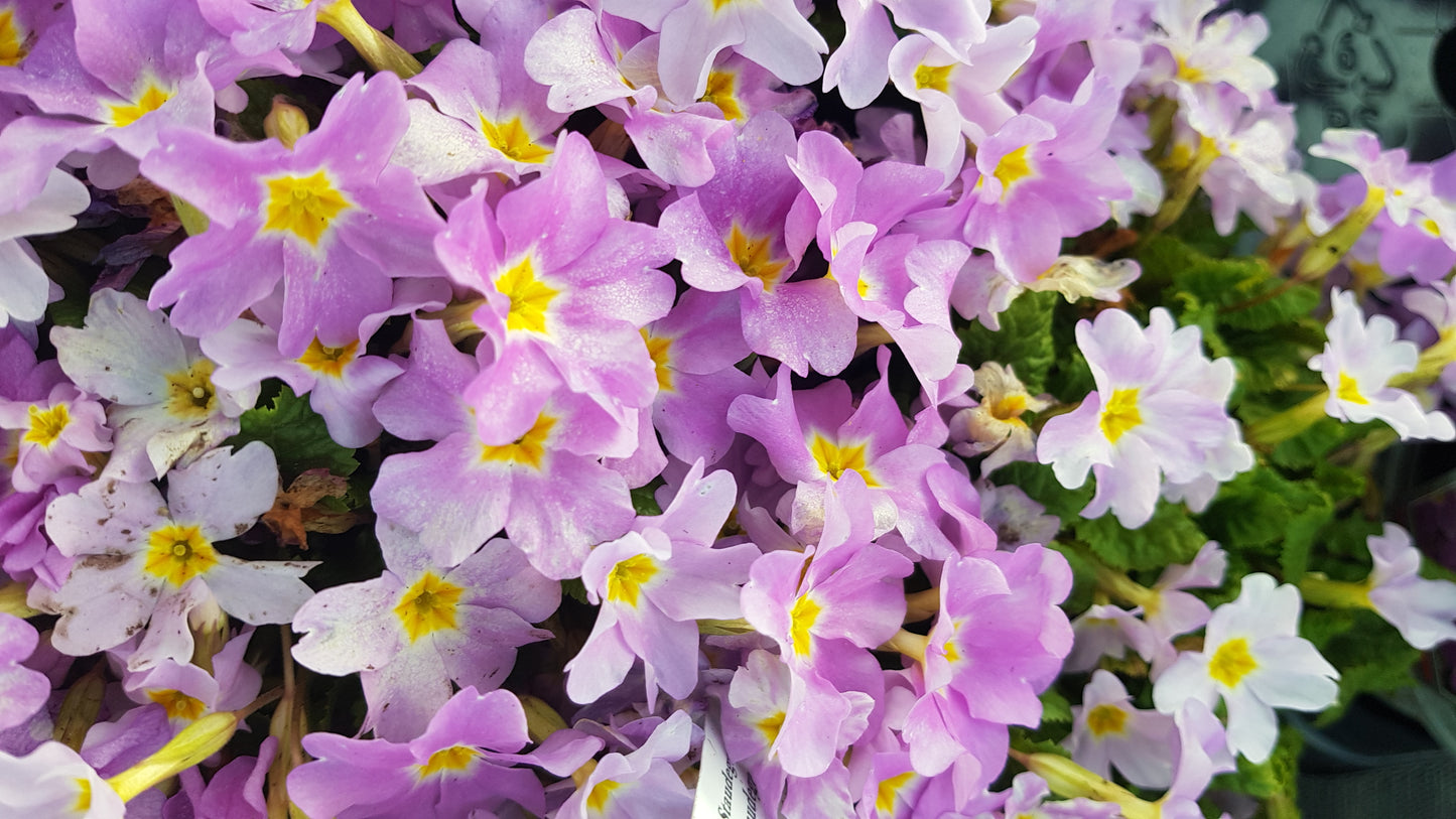 Primula juliae Groenekan’s Glory’ P11