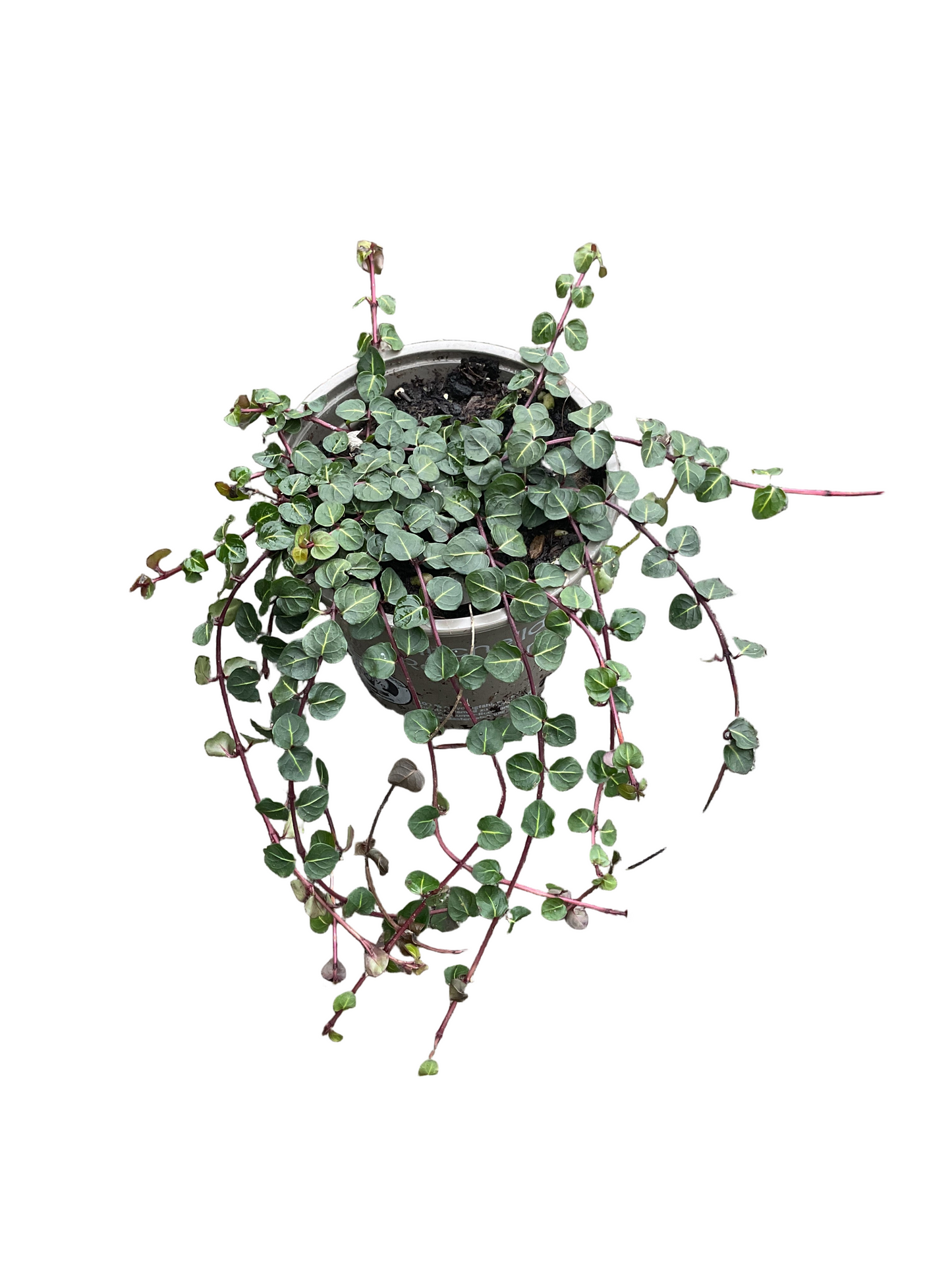 Mitchella repens P9