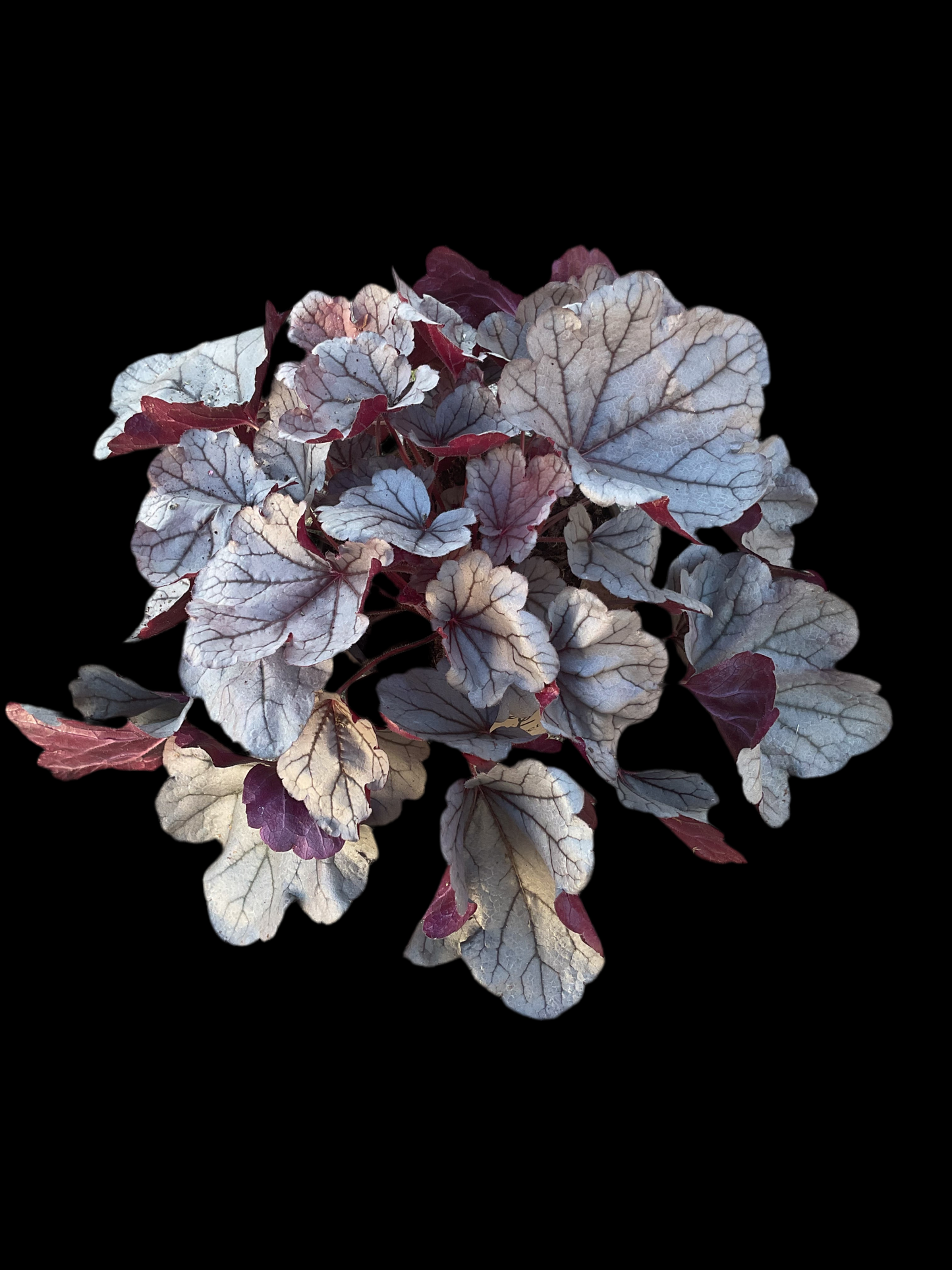 Heuchera ‘Silverberry’ P15