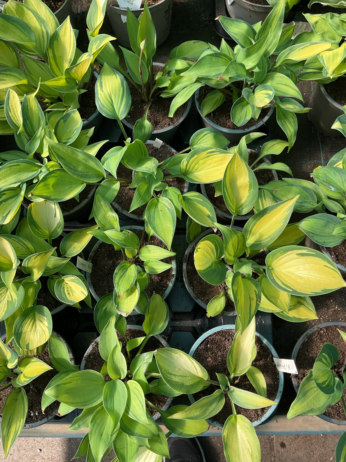Hosta ‘Dinner Mint’