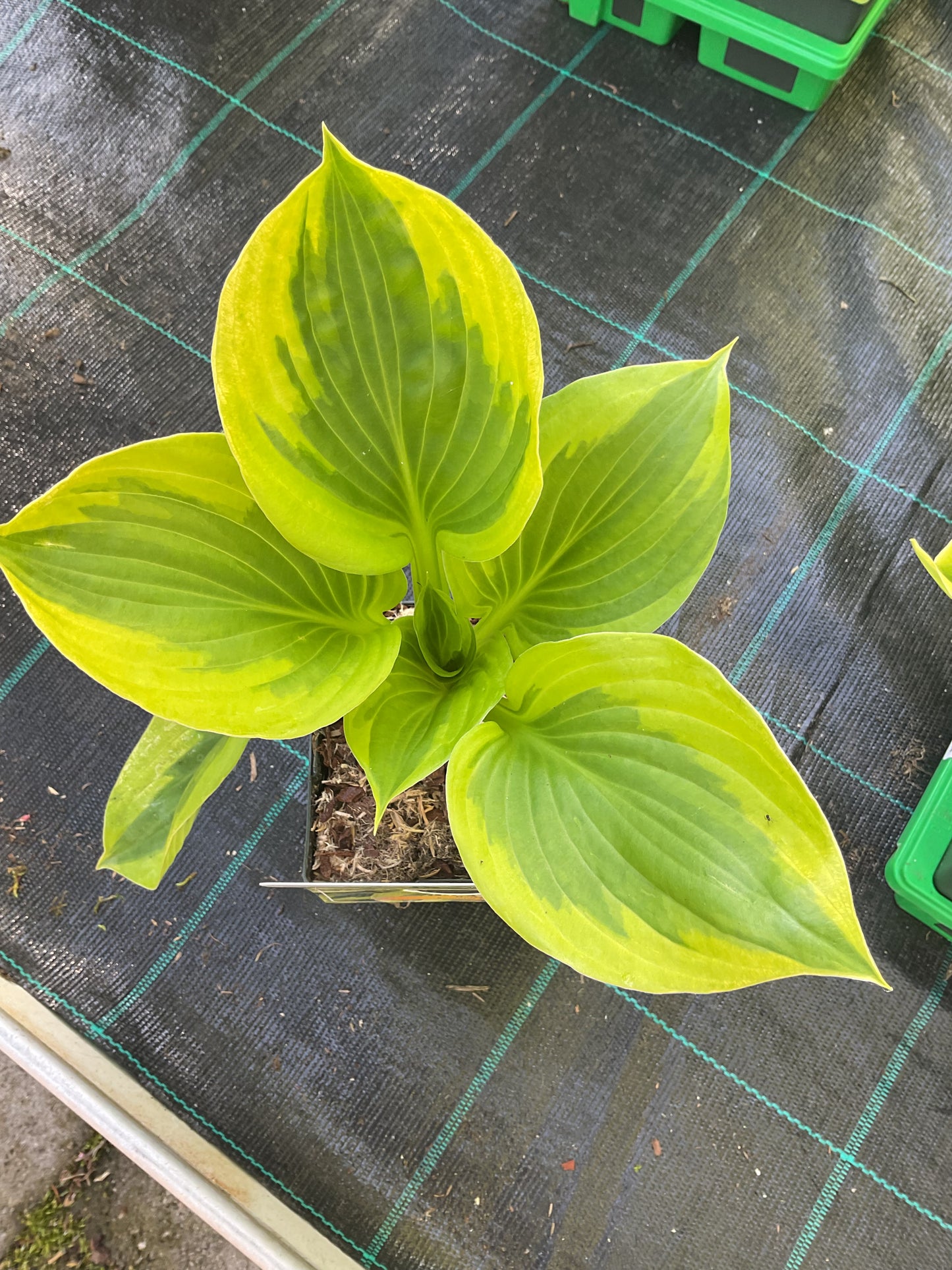 Hosta ‘Summer Lovin’