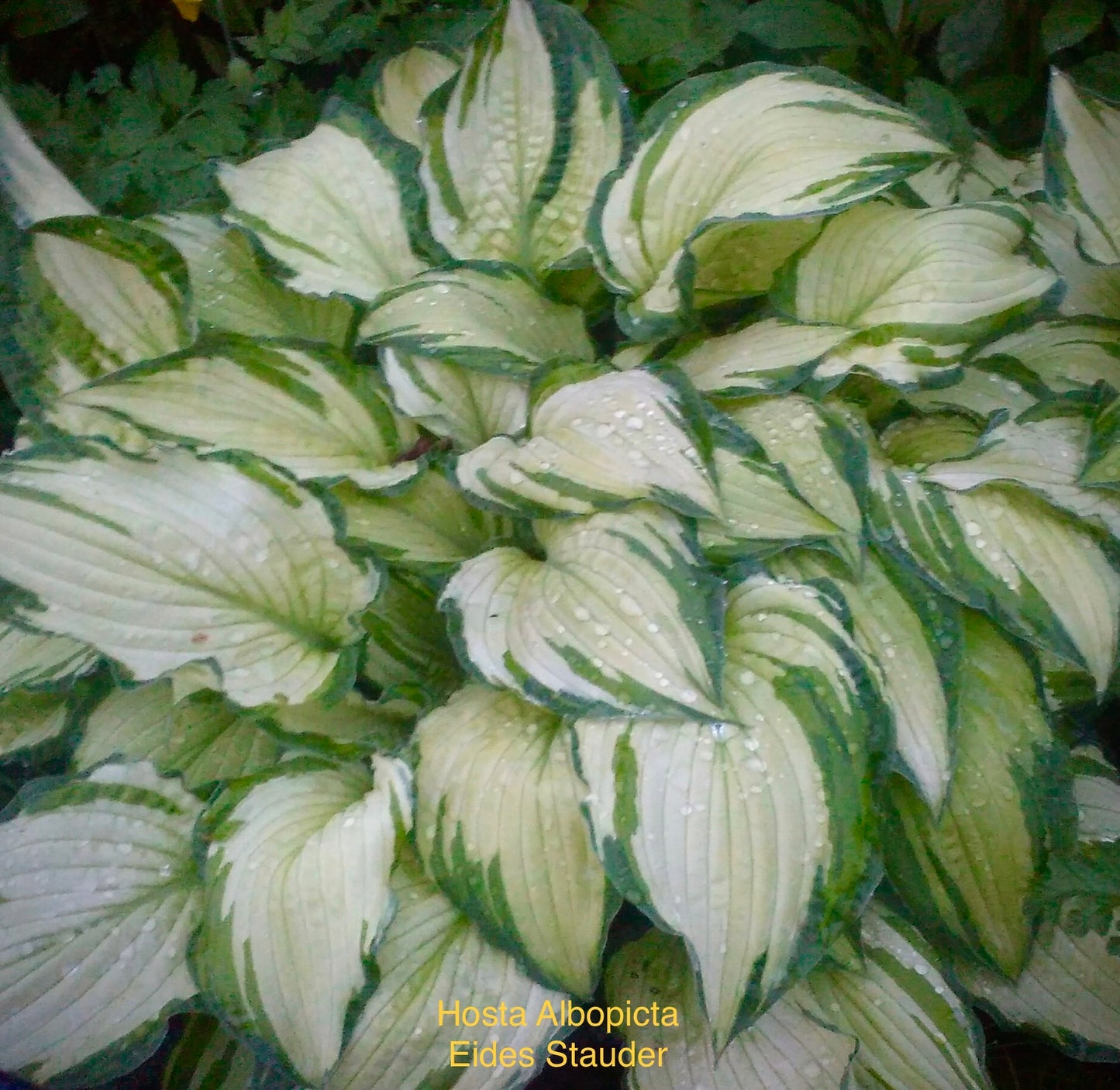 Hosta ‘Fortunei Albopicta’ P15