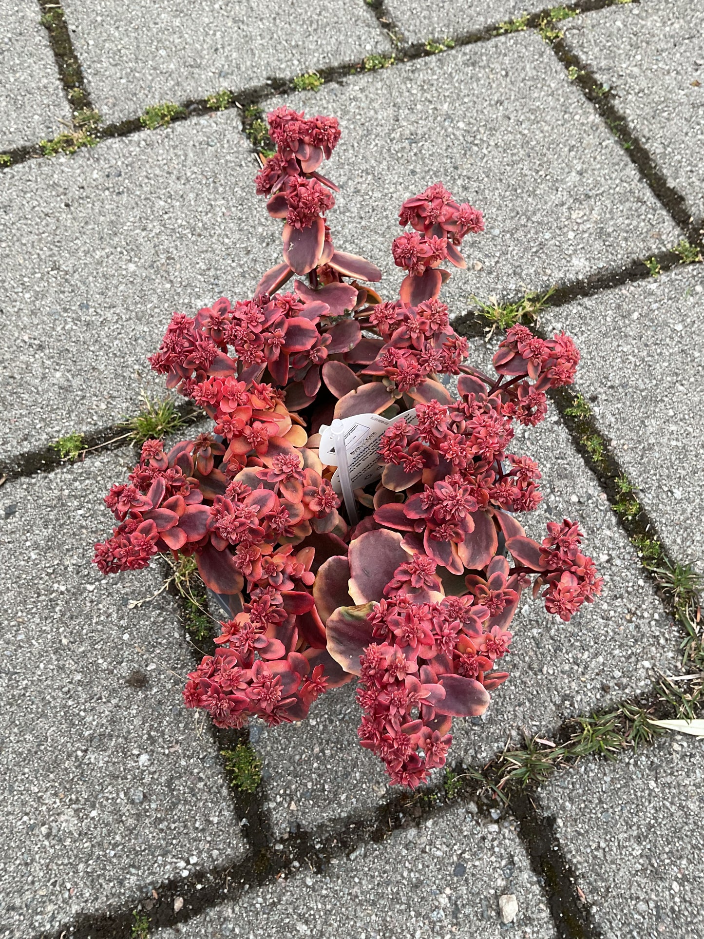 Sedum hyb.’Sunsparkler Wildfire’ P17