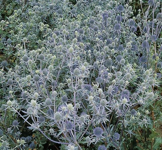 Eryngium planum P10x10