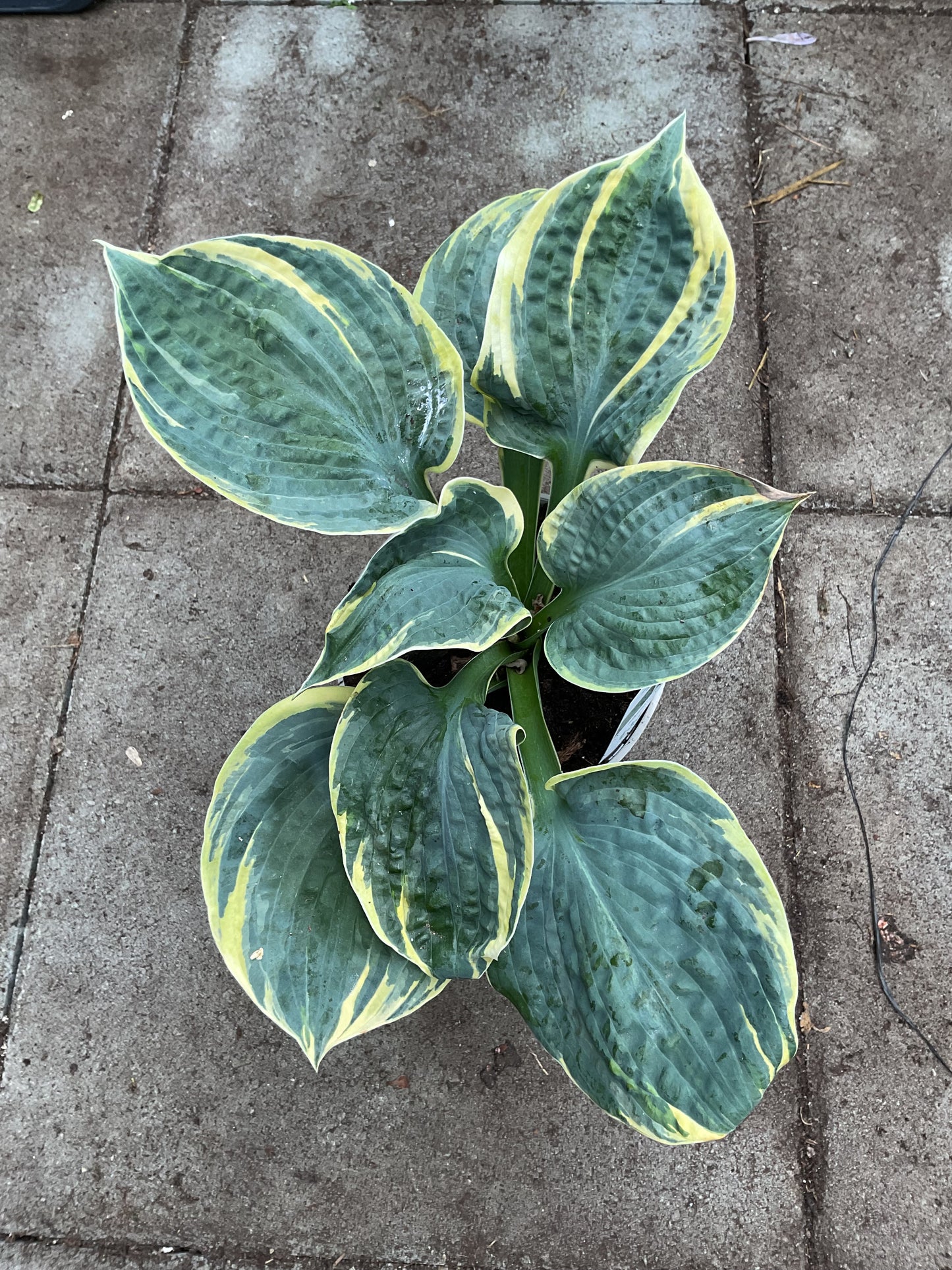 Hosta ‘Sugar Daddy’ P15