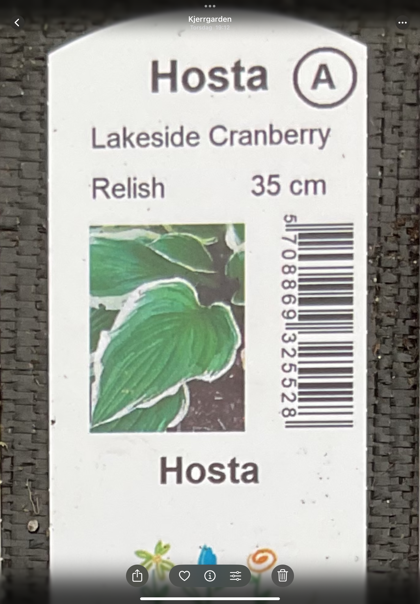 Hosta ‘Lakeside Cranberry Relish’ P15