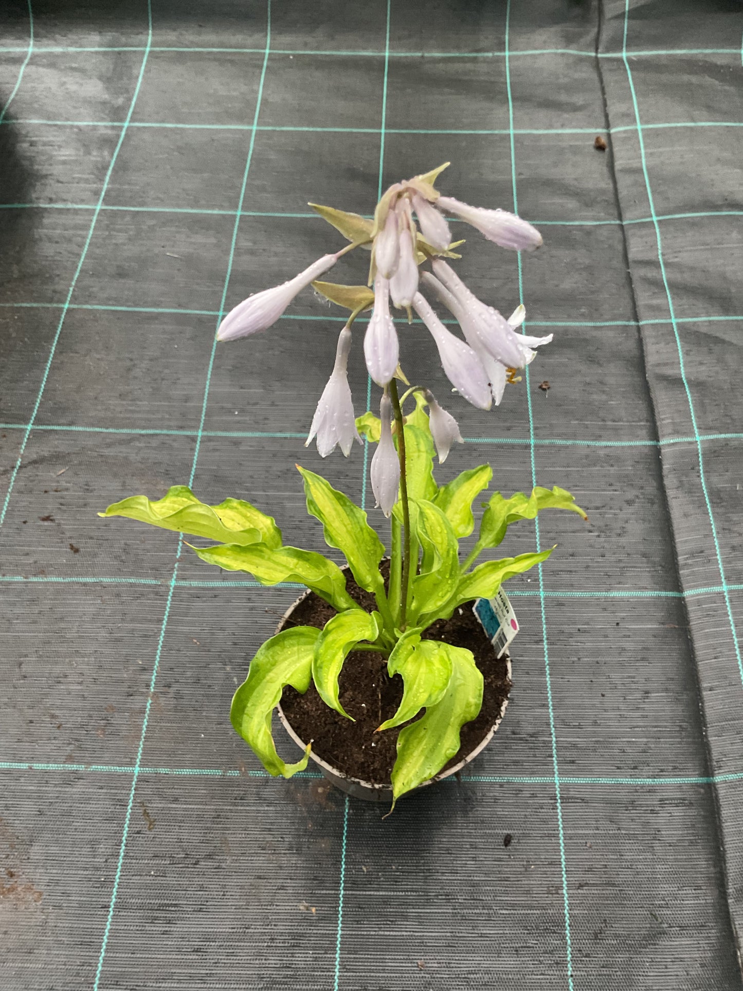 Hosta ‘Emerald Ruff Cut’ P15