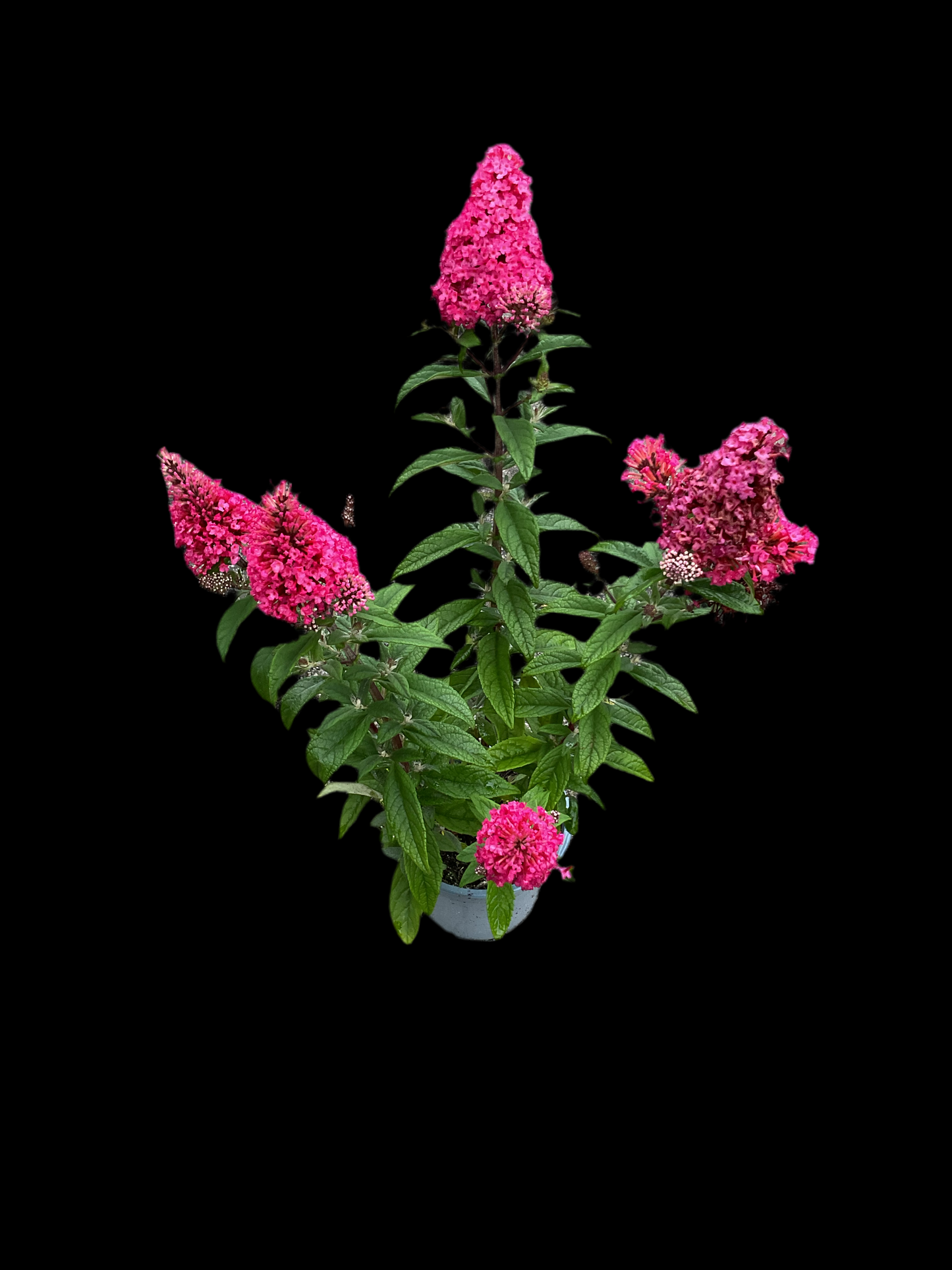 Buddleja ‘Little Ruby’ P13