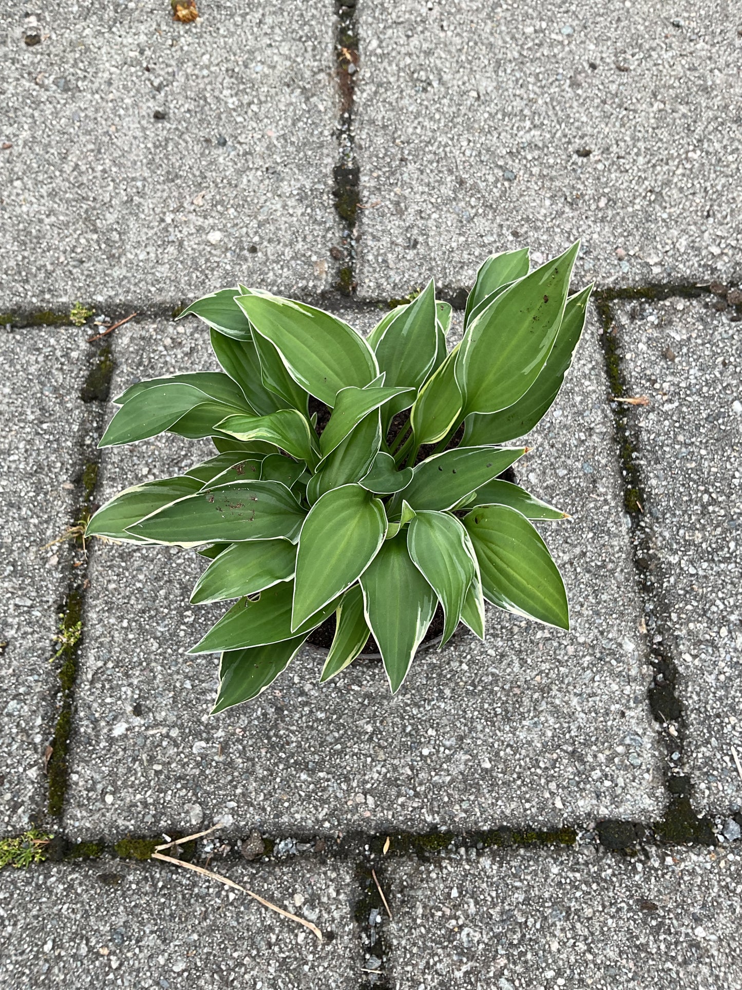 Hosta ‘Allan P. McConnell’ P12