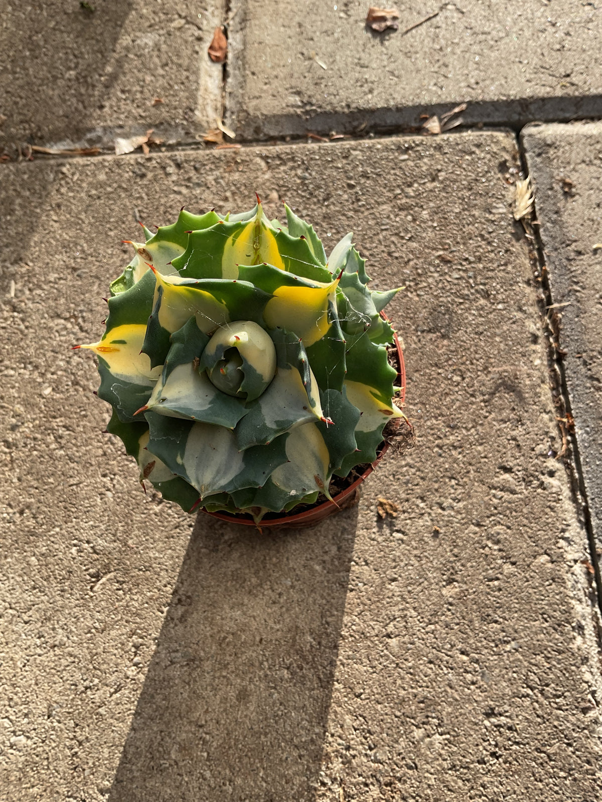 Agave potatorum ‘Ouhi-Raijin Variegata’ P9
