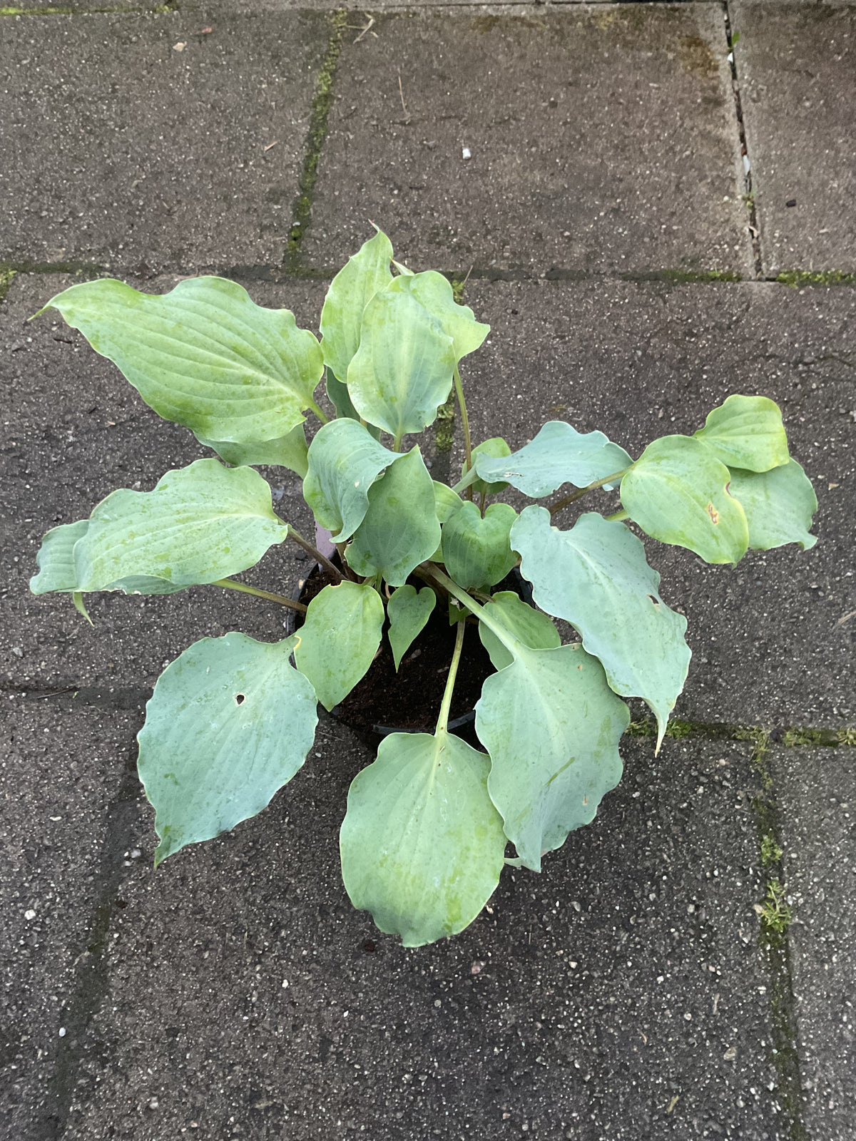 Hosta ‘Sky Dancer’ P14