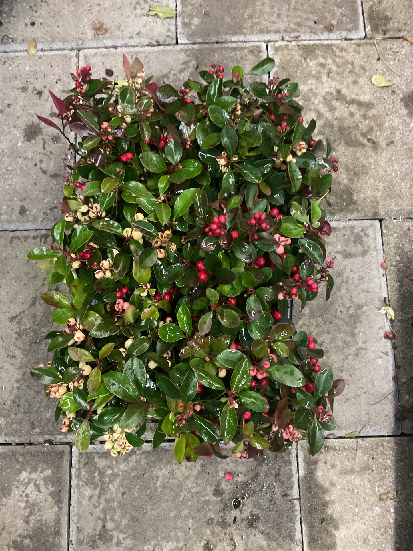 Gaulteria procumbens P13