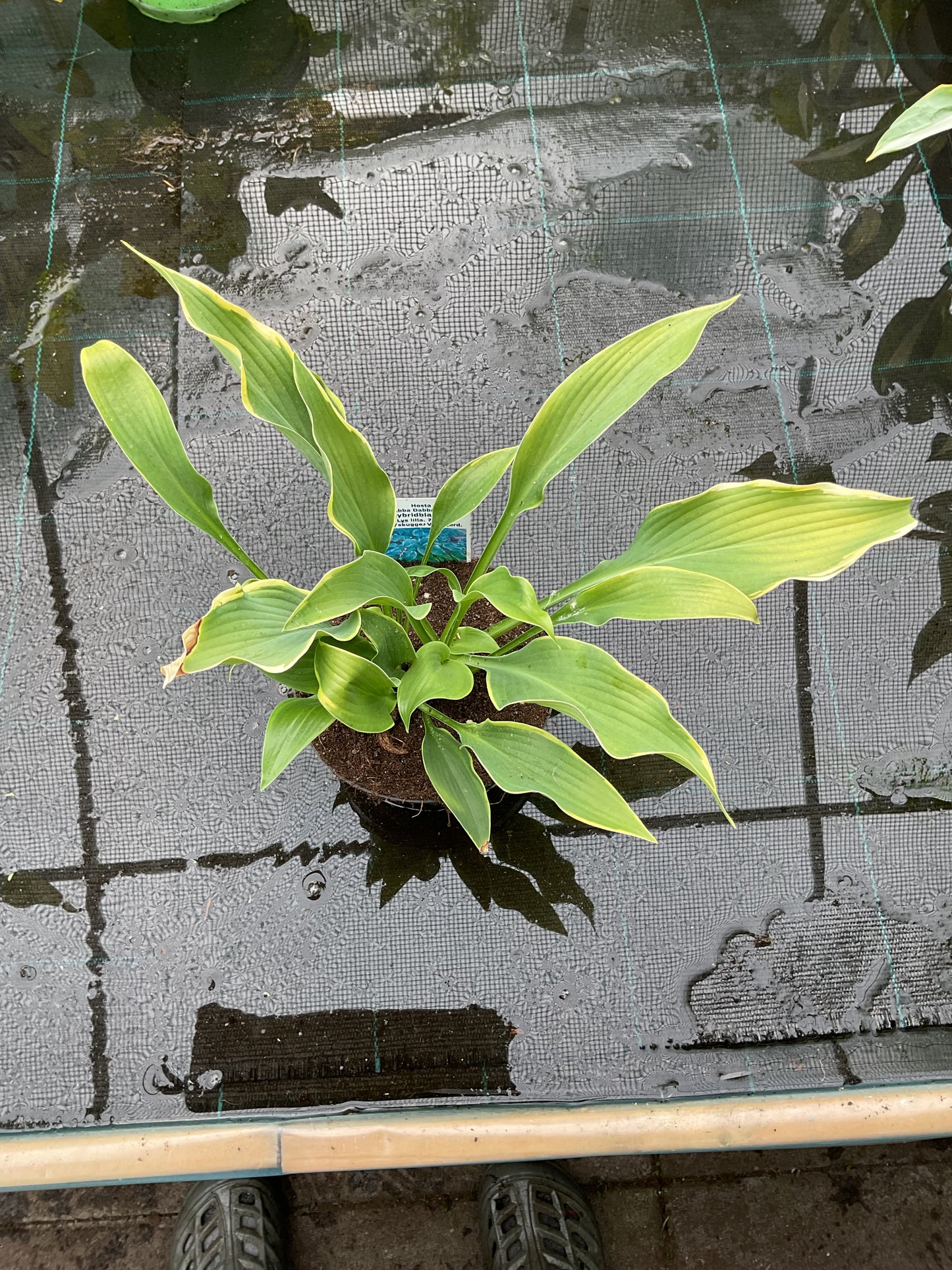 Hosta ‘Abba Dabba Do’