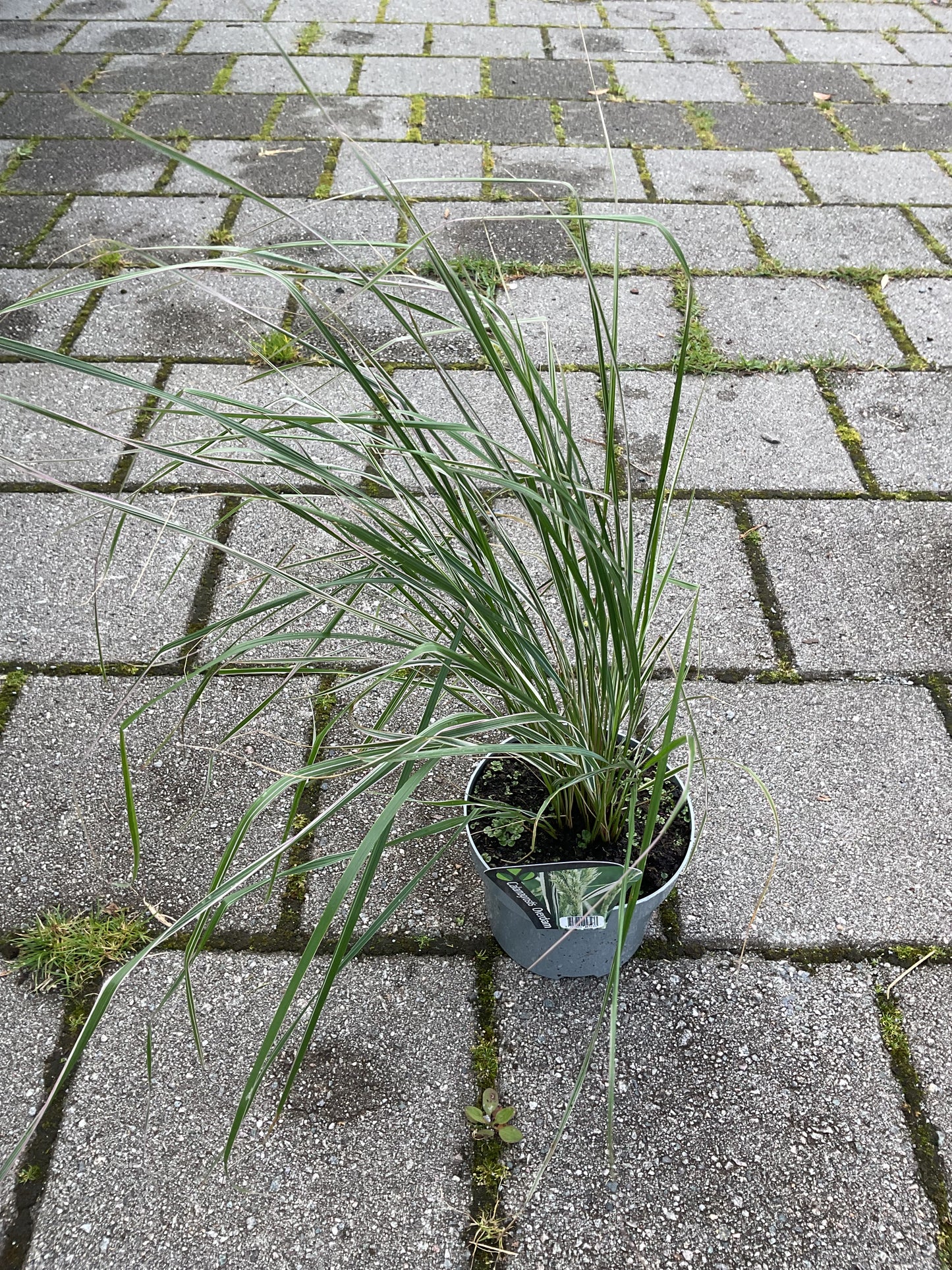 Calamagrostis acutiflora ‘Overdam’ P17