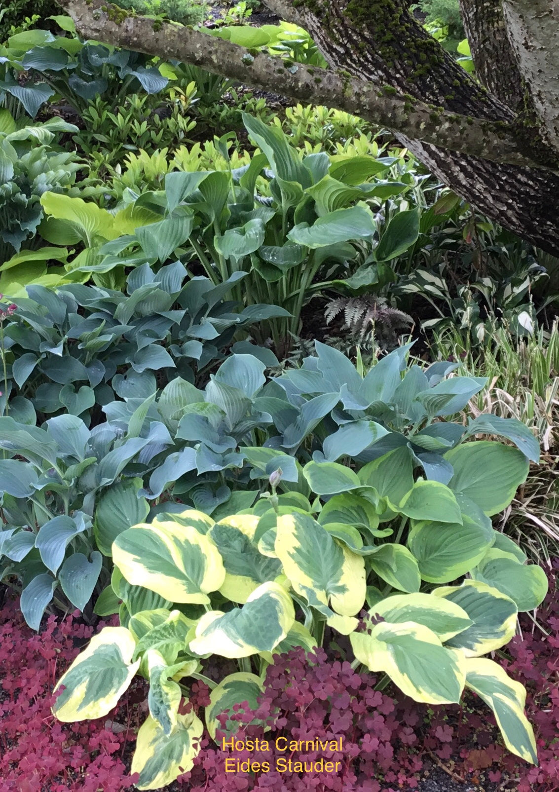 Hosta ‘Carnival’