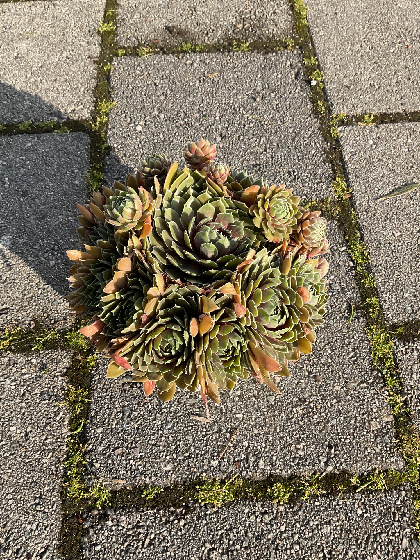 Sempervivum ‘Big Sam’™️’Coral Grey’ P17