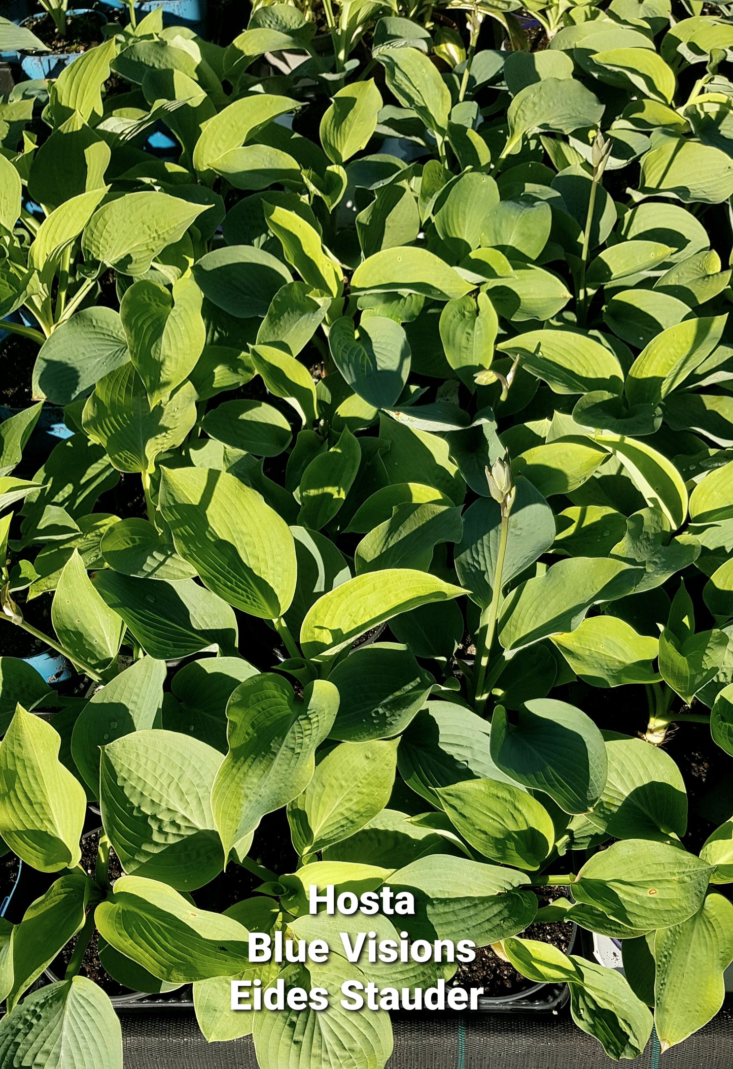 Hosta ‘Blue Vision’