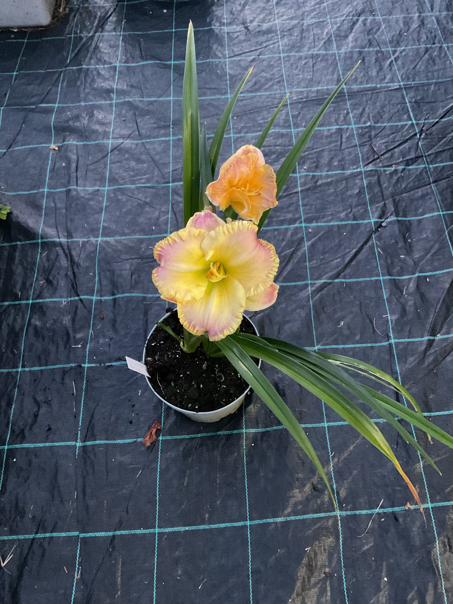 Hemerocallis ‘Blushing Ruffles’ P19
