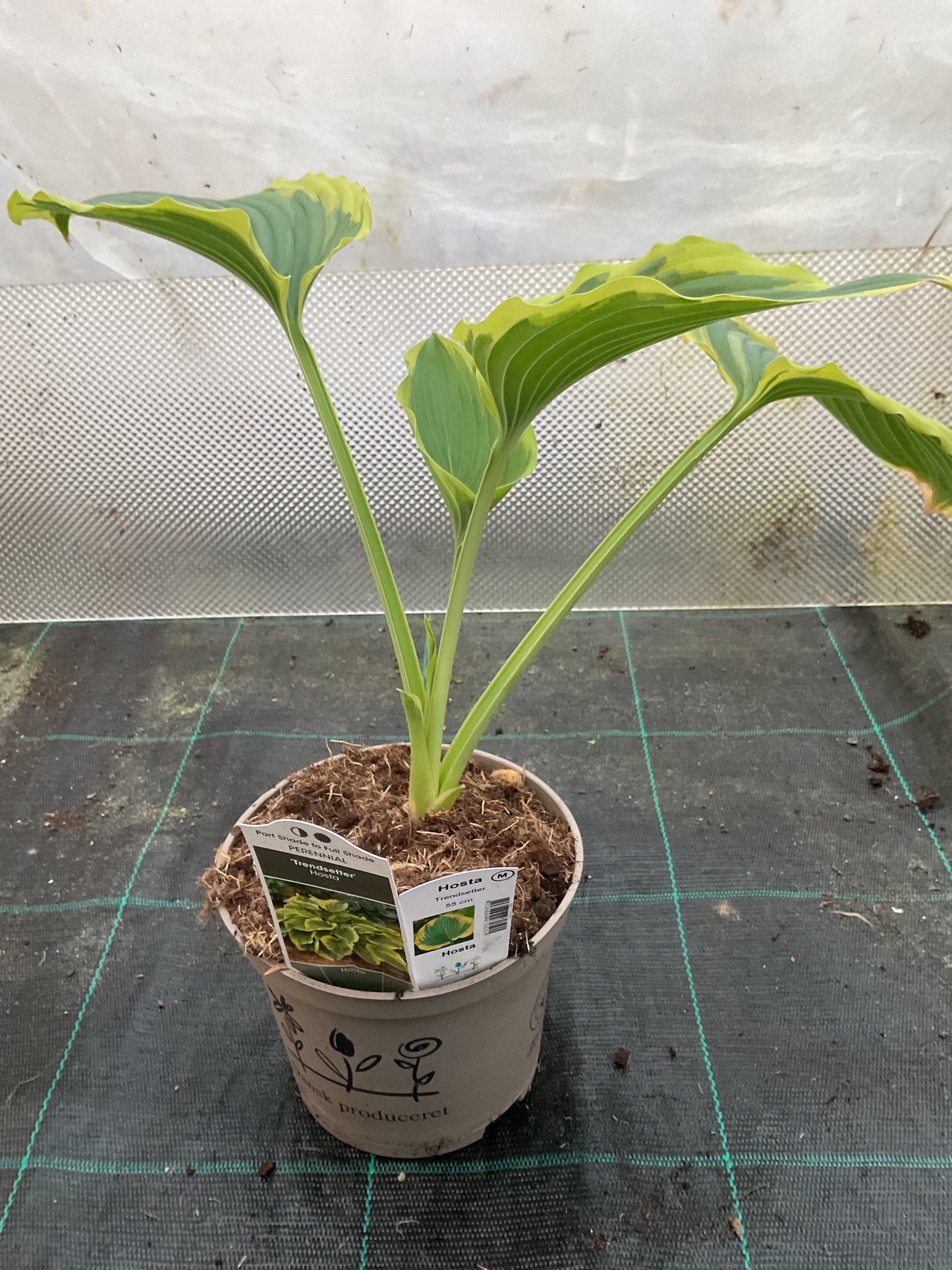 Hosta ‘Trendsetter’ ®️ P15