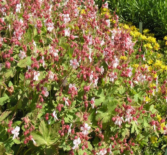 Geranium macrorrhizum ‘Spessart’P11