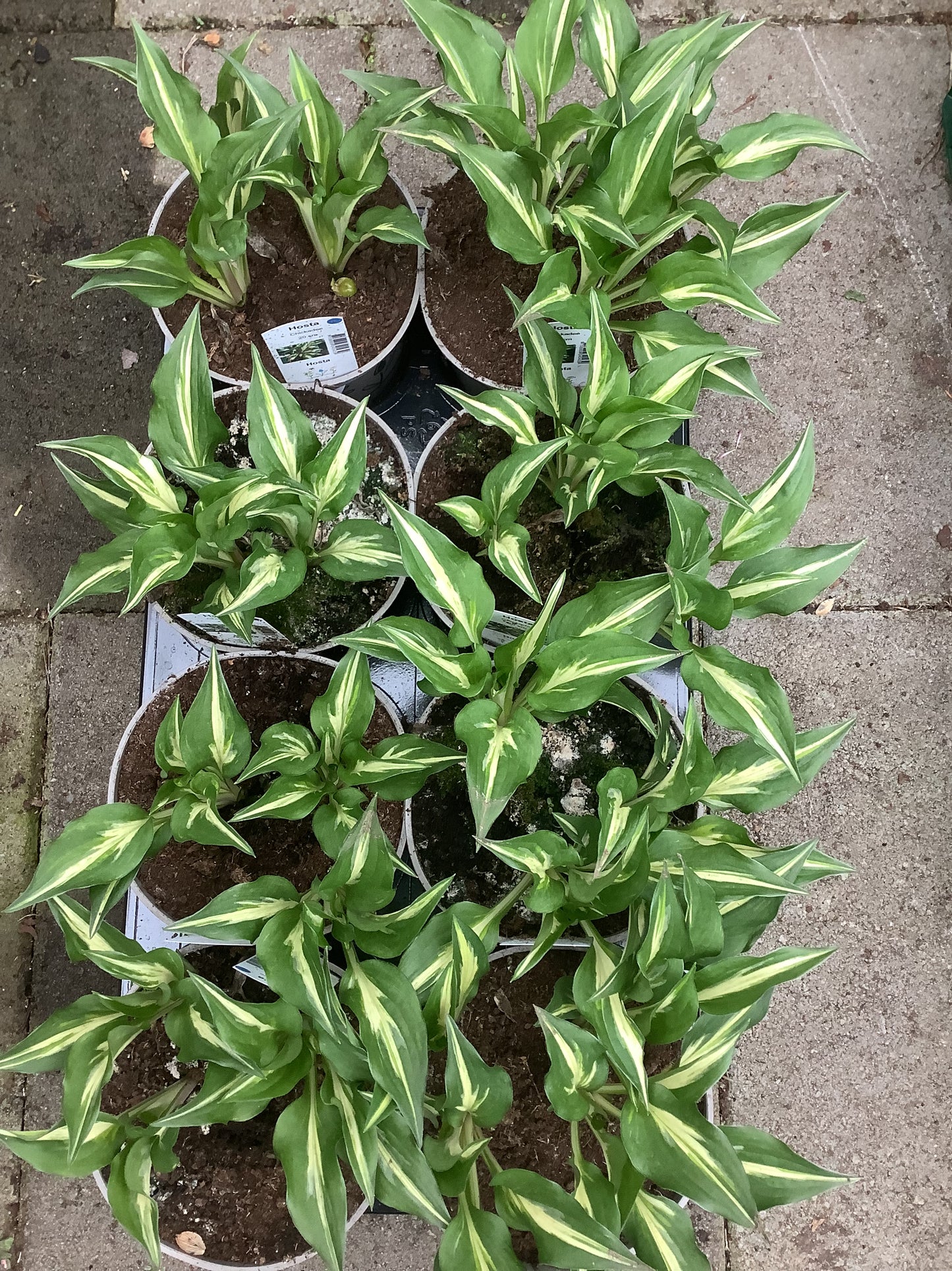 Hosta ‘Chickadee’ P15