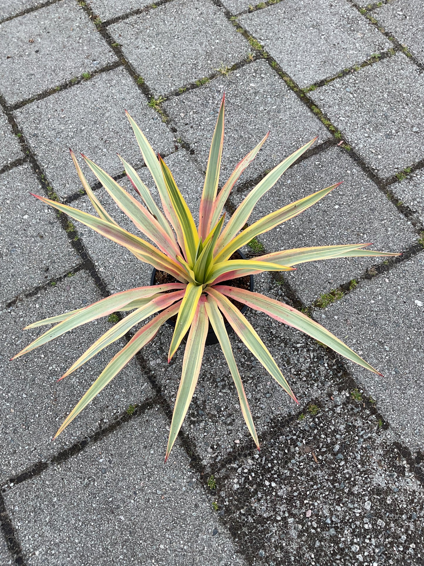 Yucca gloriosa ‘Bright Star’ P17