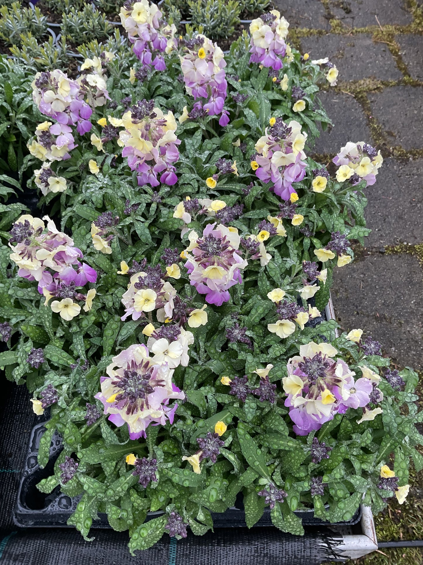 Erysimum cheiri P12