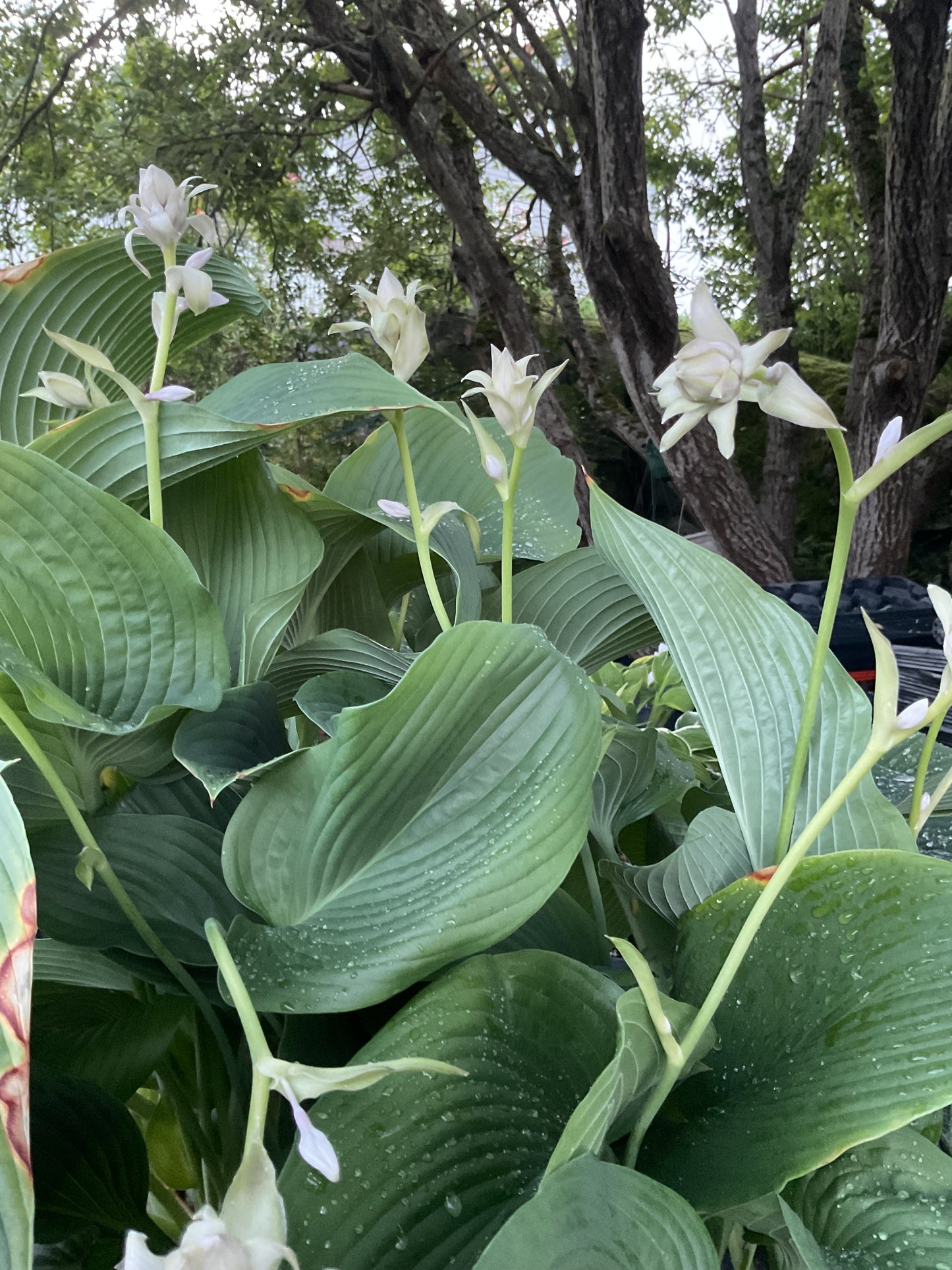 Hosta ‘Big Boy’ P15