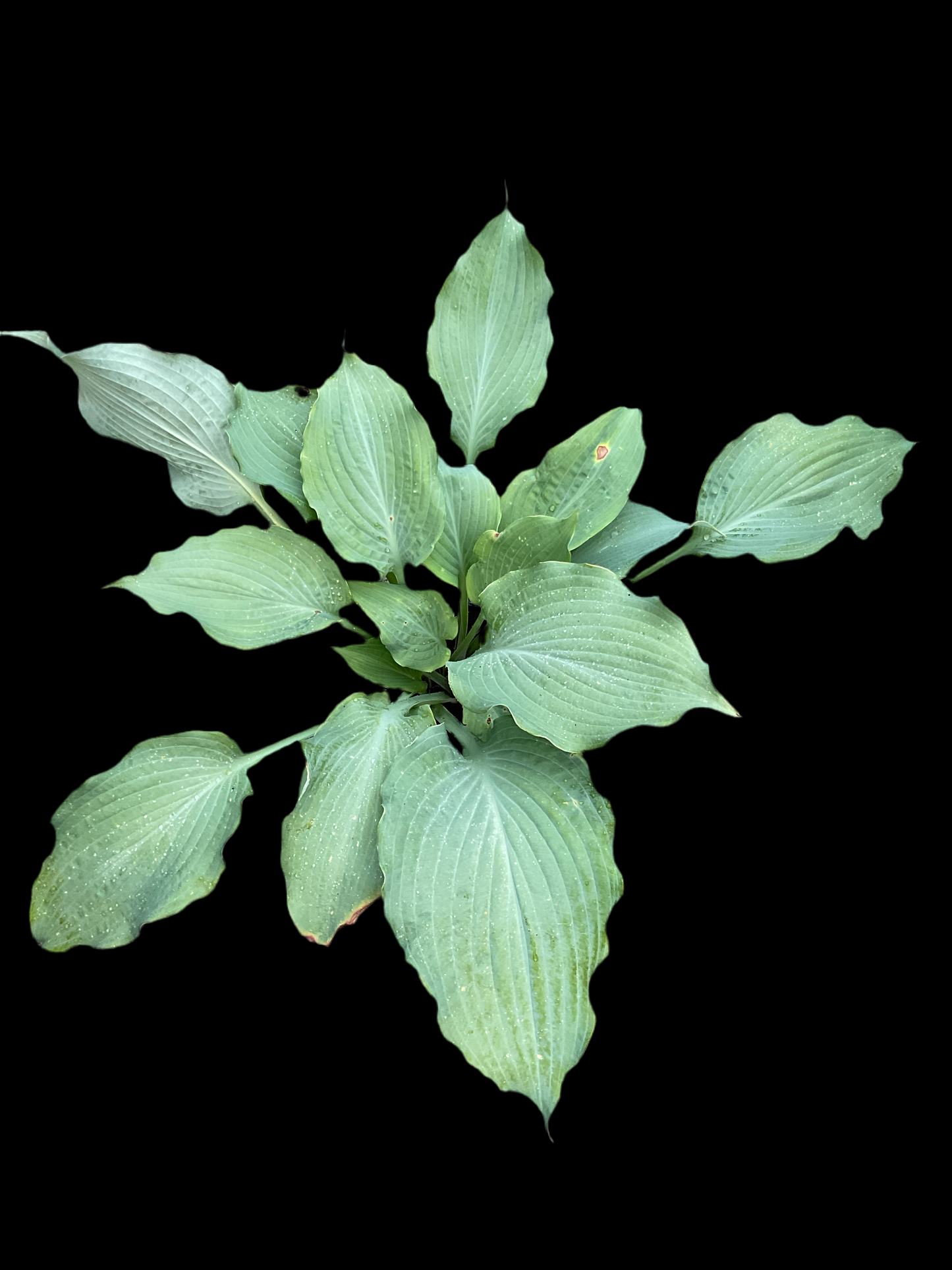 Hosta ‘Diamond Lake’