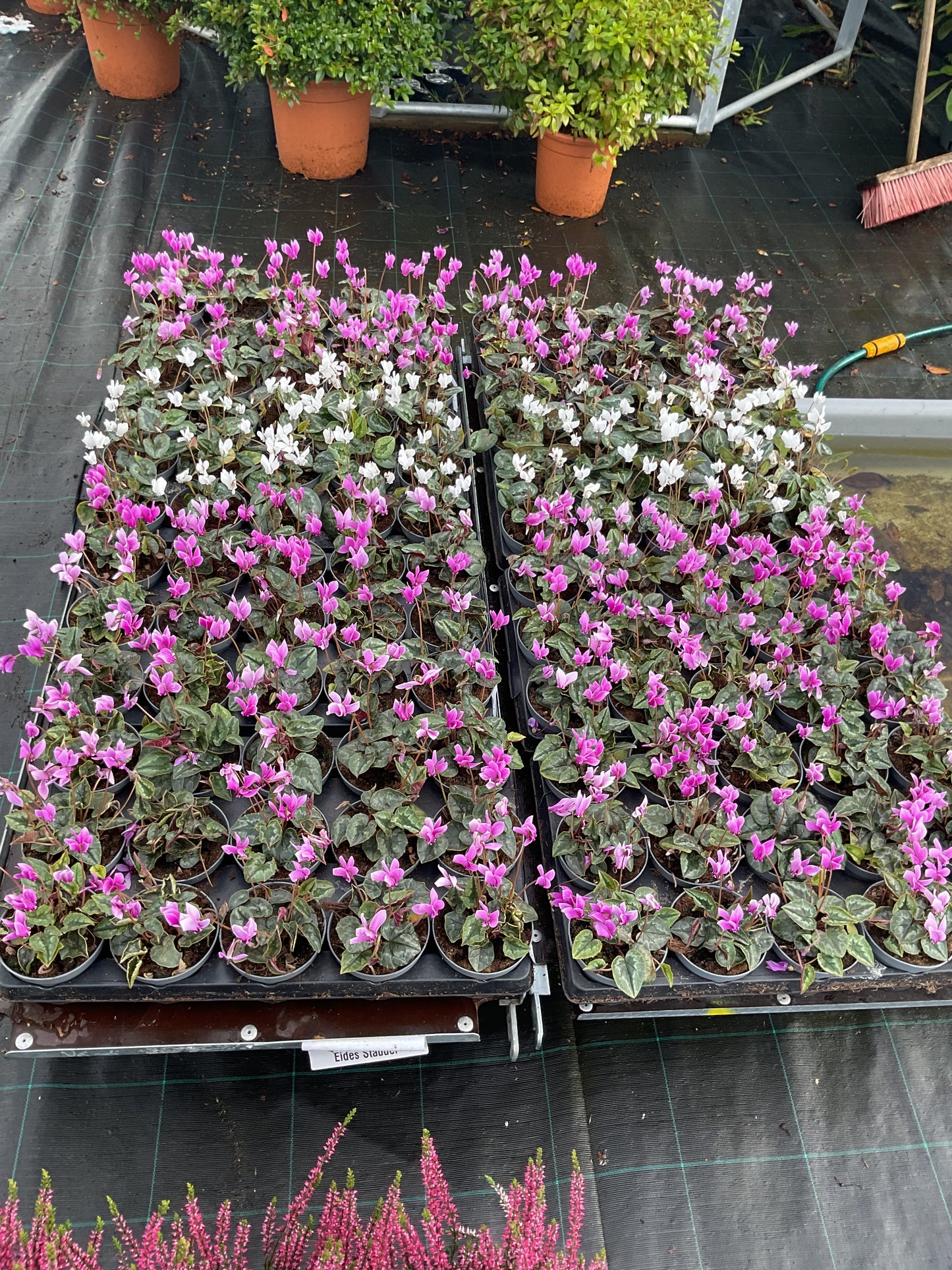 Cyclamen hederifolium Kolleksjon av 6 stk