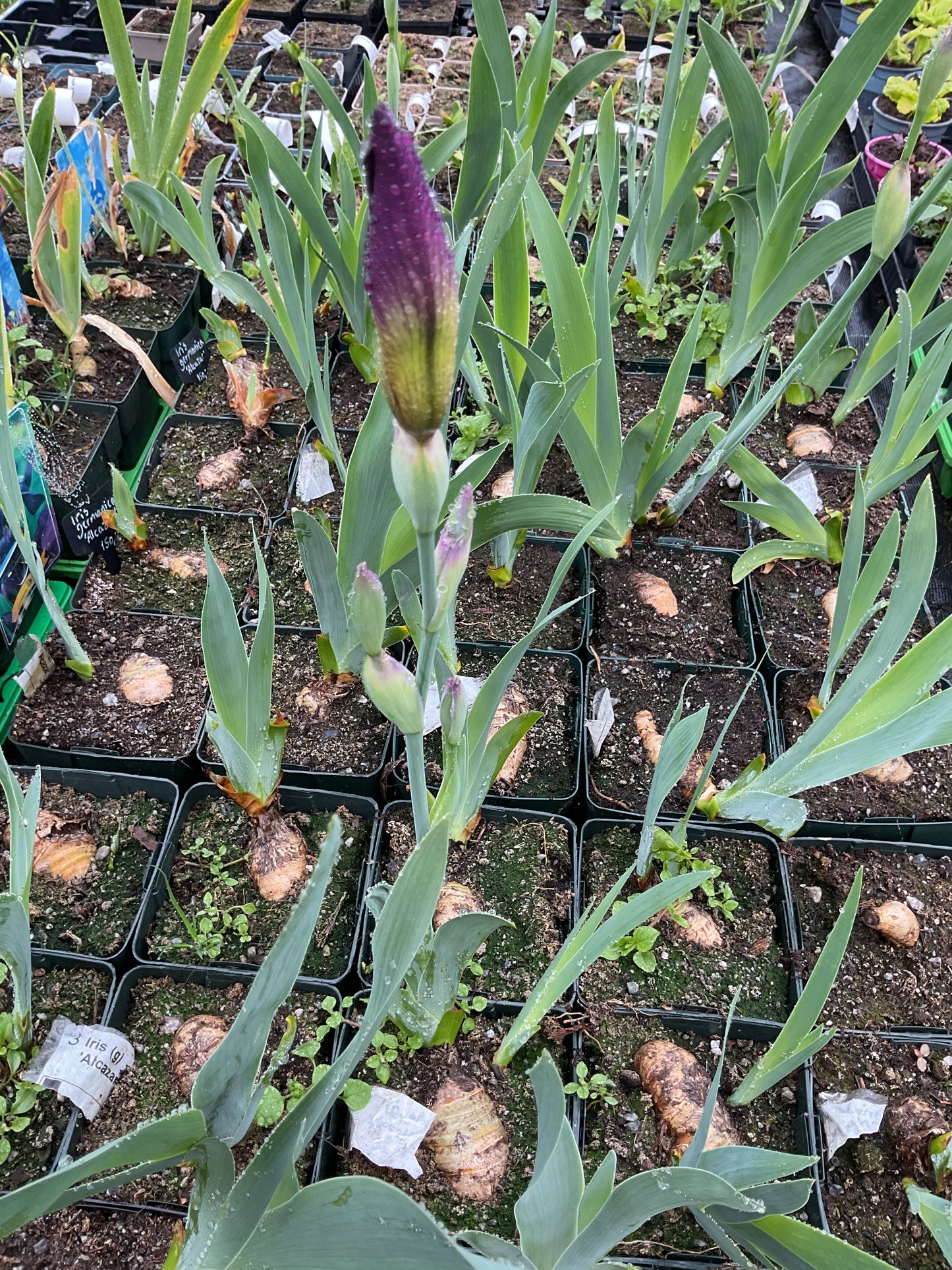 Iris germanica ‘Alcazar’ P11x11