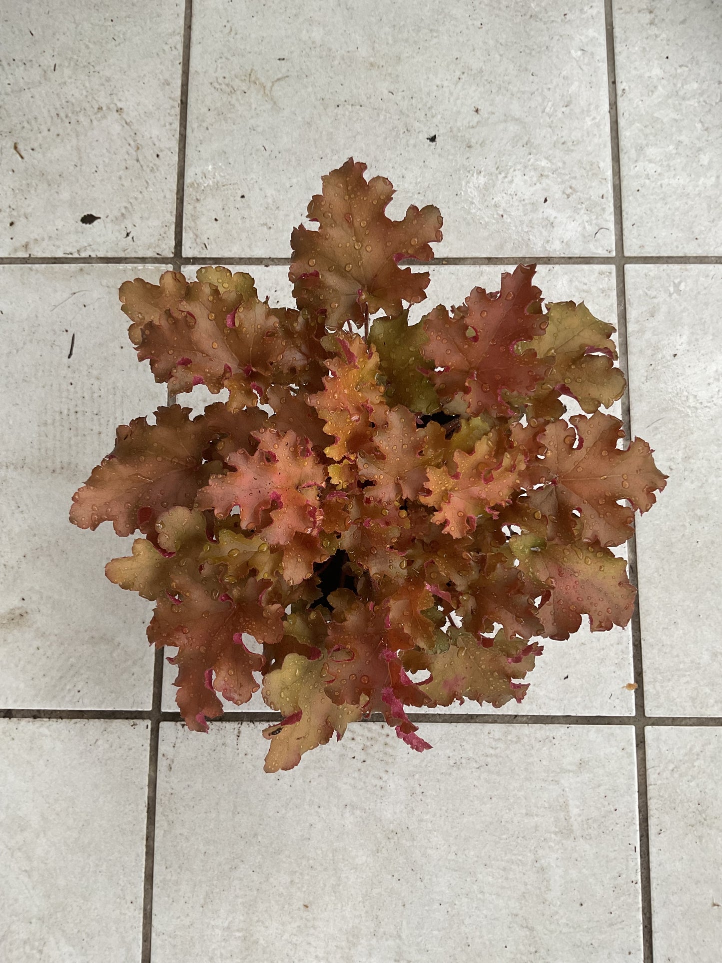 Heuchera ‘Orangeberry’ P15