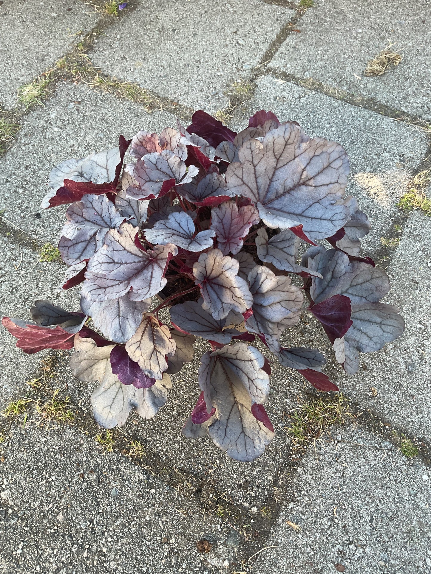 Heuchera ‘Silverberry’ P15