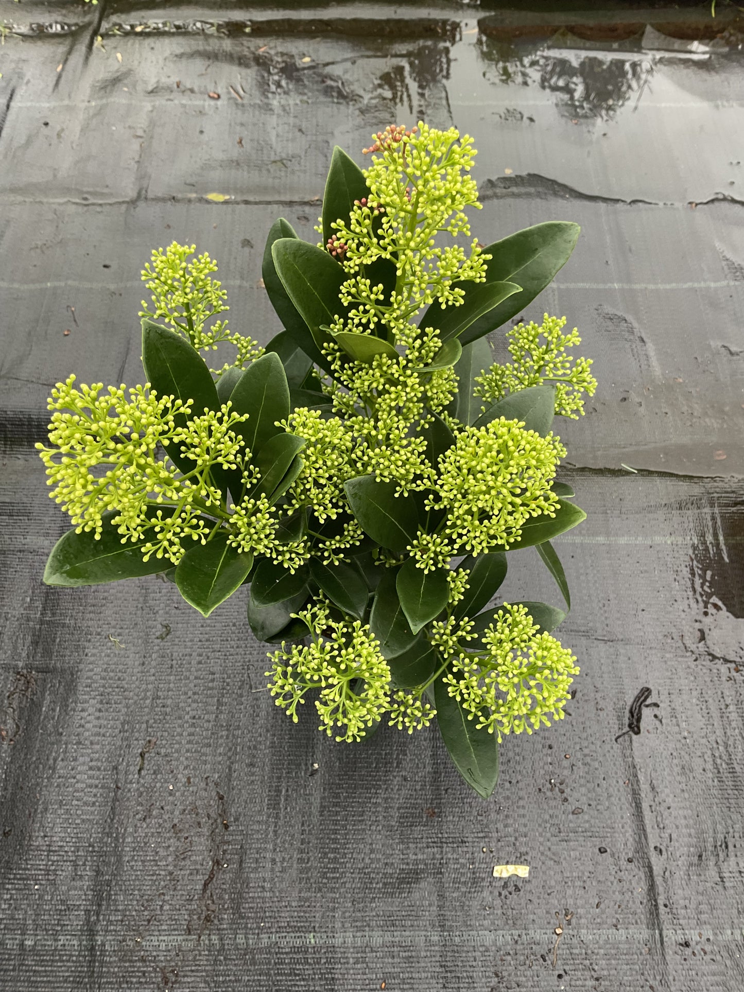 Skimmia japonica ‘Finchy’ P11