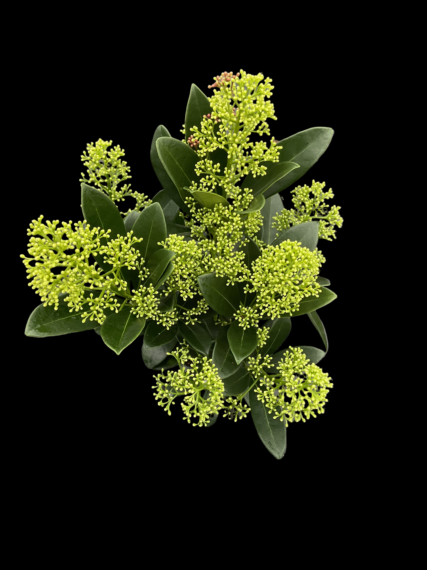 Skimmia japonica ‘Finchy’ P11