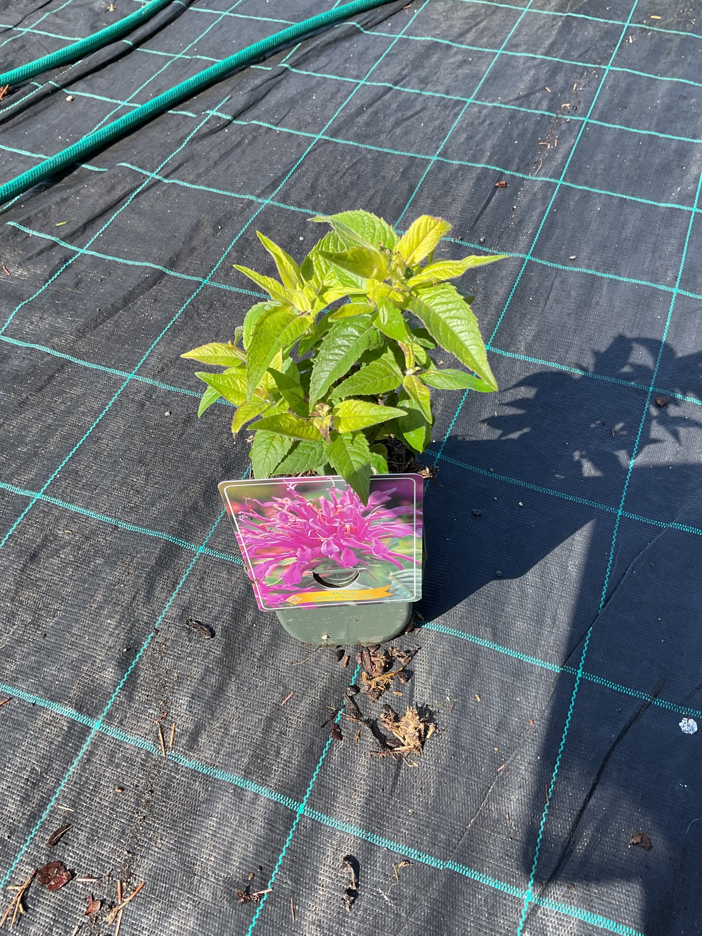 Monarda didyma ‘Balmy Lilac’ P11x11