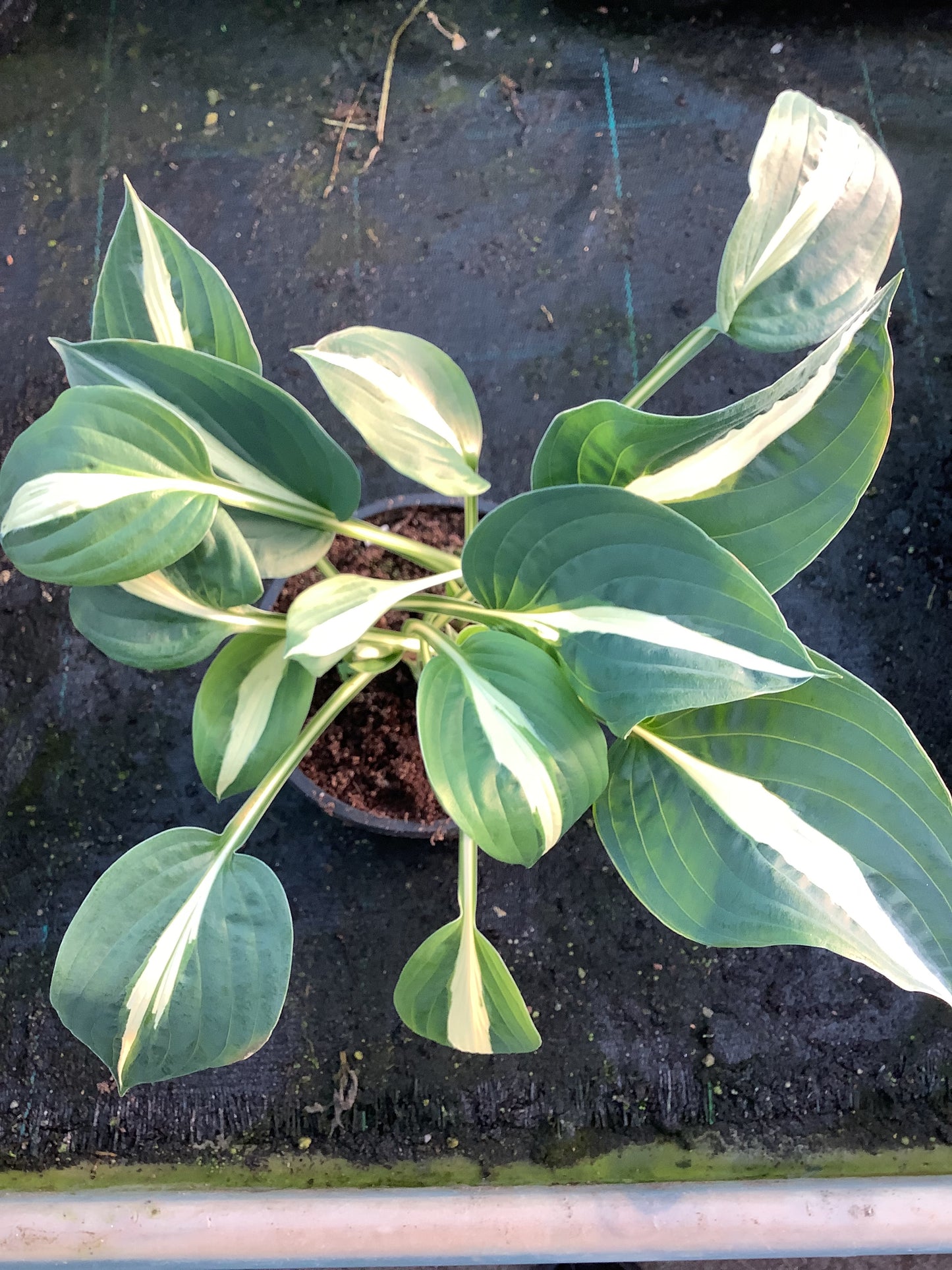 Hosta ‘Revolution’ P15