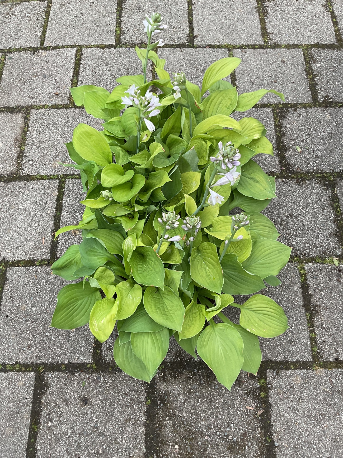 Hosta ‘August Moon’ P15